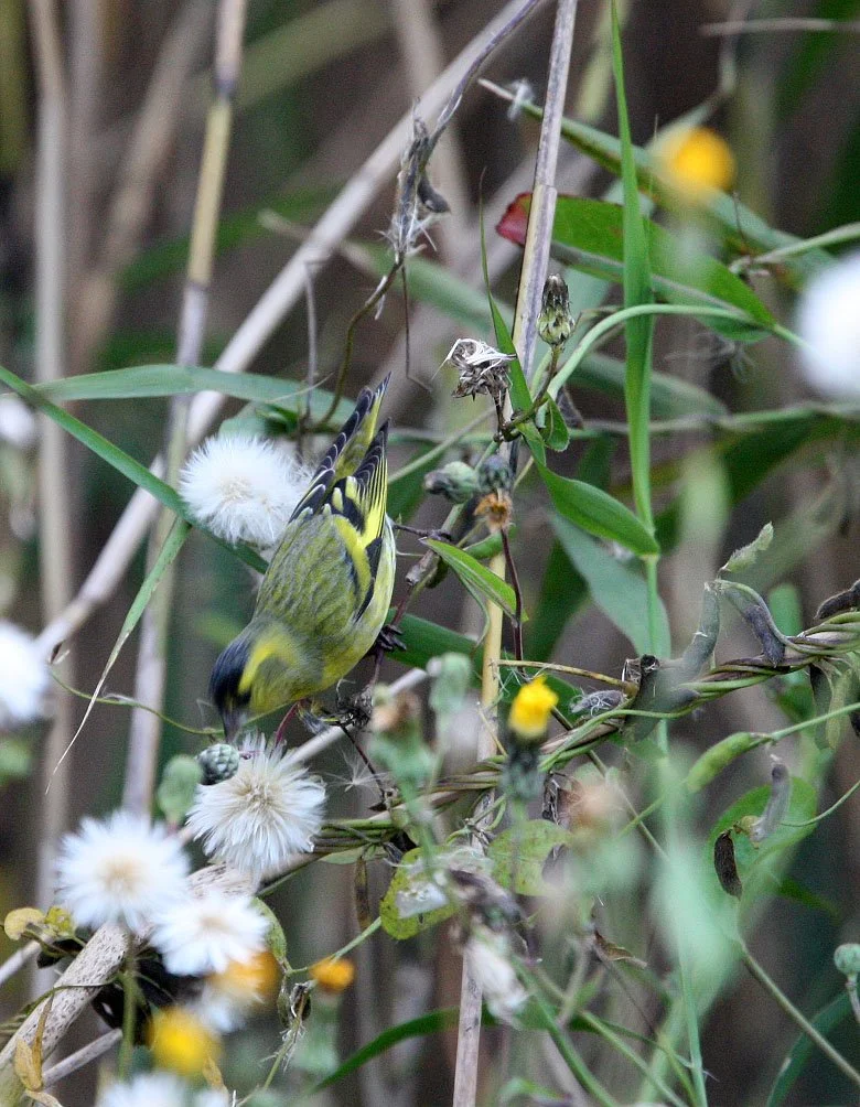 Eurasian Siskin (Spinus spinus) Nankou Rudong, China (11).JPG