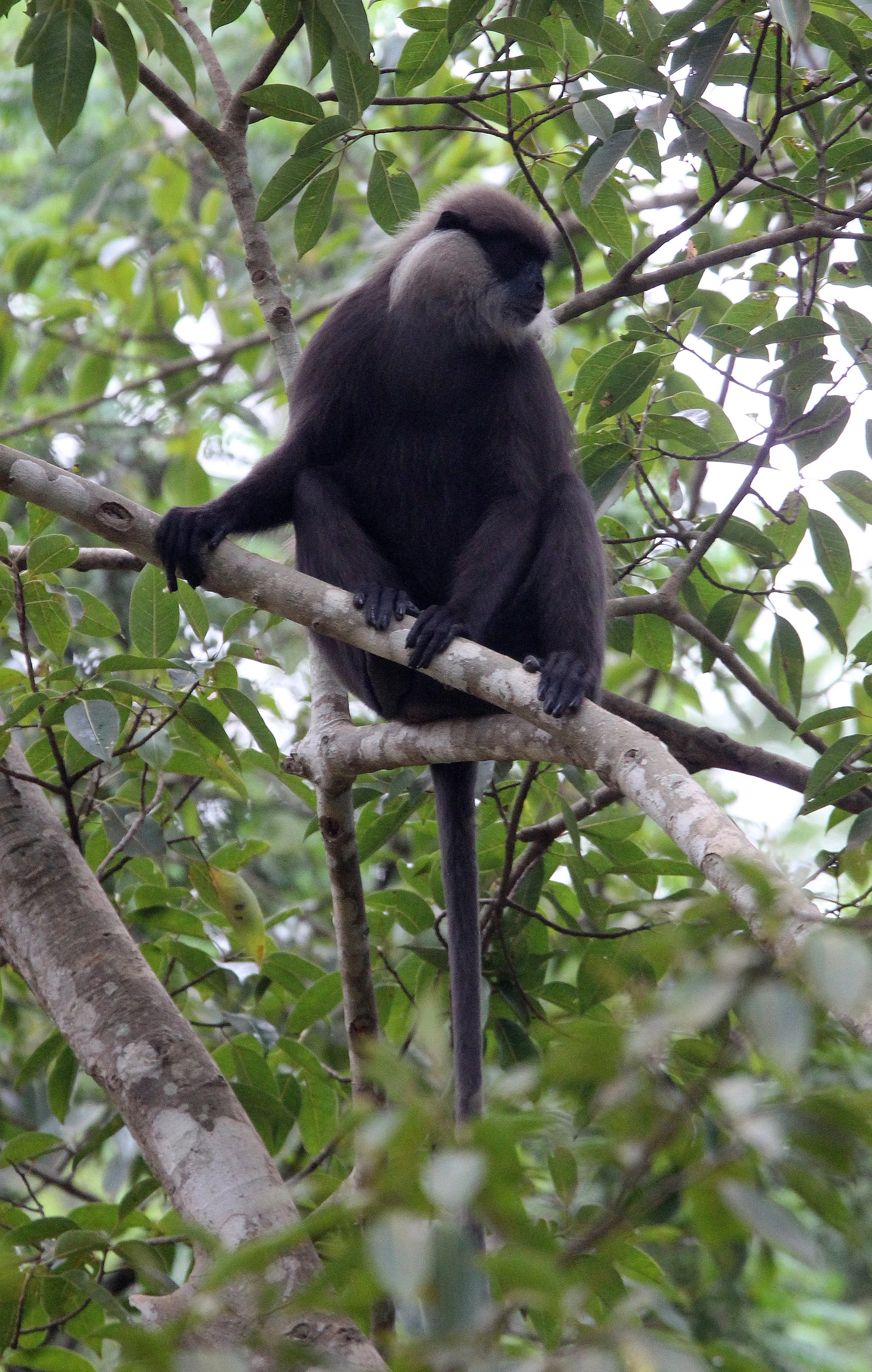 CERCOPITHECIDAE - Semnopithecus vetulus philbricki - DRY ZONE PURPLE-FACED LEAF MONKEY - SRIGIRIYA FOREST SRI LANKA (14).JPG