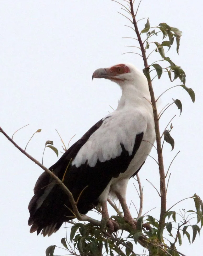 Gypohierax angolensis - PALM NUT VULTURE - MURCHISON FALLS NATIONAL PARK UGANDA (12).JPG