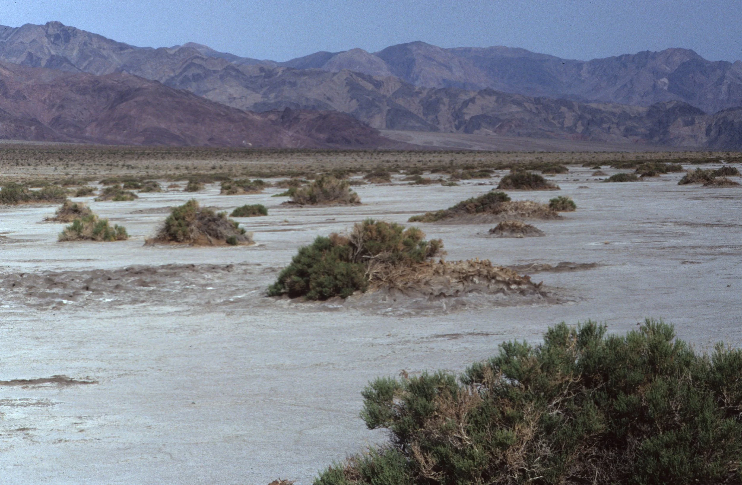 DEATH VALLEY - ALLENROLFEA OCCIDENTALIS - PICKLEWEED.jpg