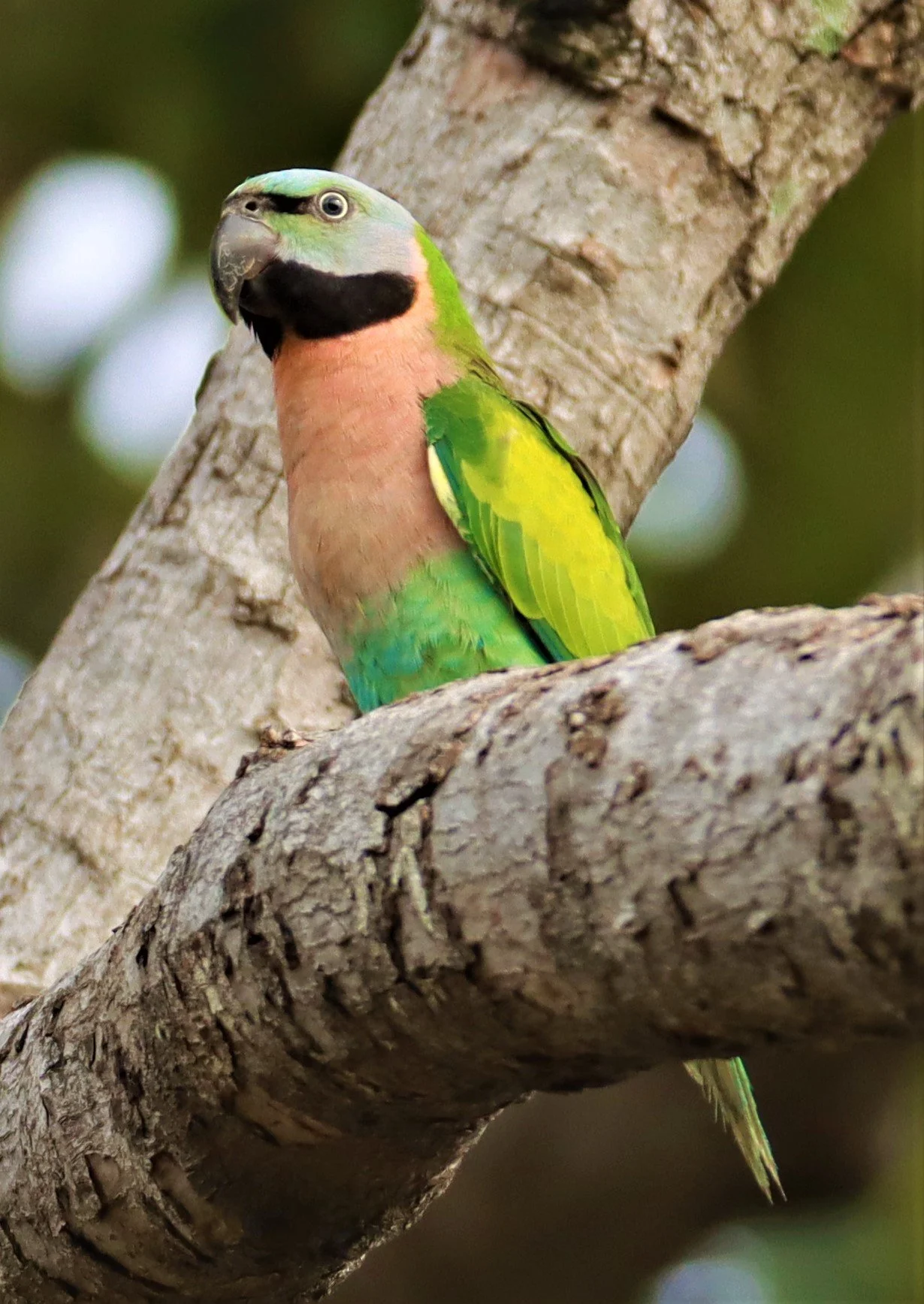 PARAKEET - RED-BREASTED PARAKEET - Psittacula alexandri - WAT SUAN YAI NONTHABURI (22).jpg