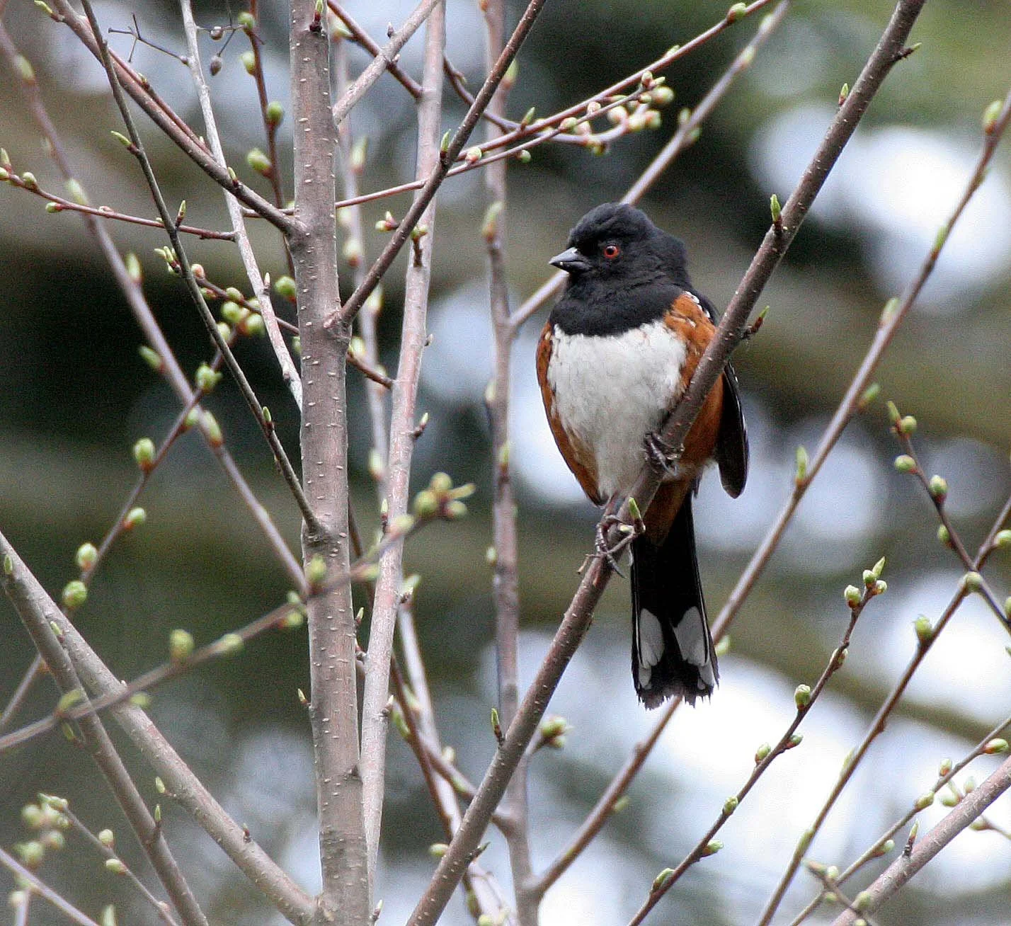 Spotted Towhee (Pipilo maculatus) Lake Farm Trails Olympic Peninsula Washington (14).JPG