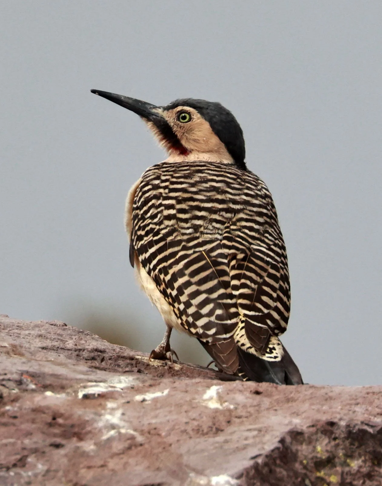 Woodpecker - Andean Flicker - Colaptes rupicola - Lauca National Park, Chile (20).jpg