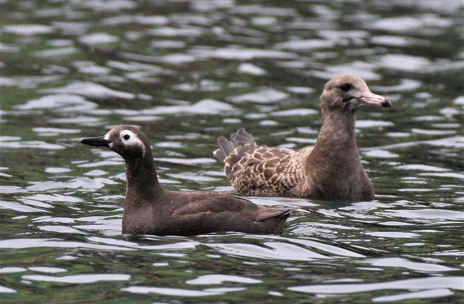 Cepphus carbo - SPECTACLED GUILLEMOT - MONERON ISLAND RUSSIA aa2.jpg