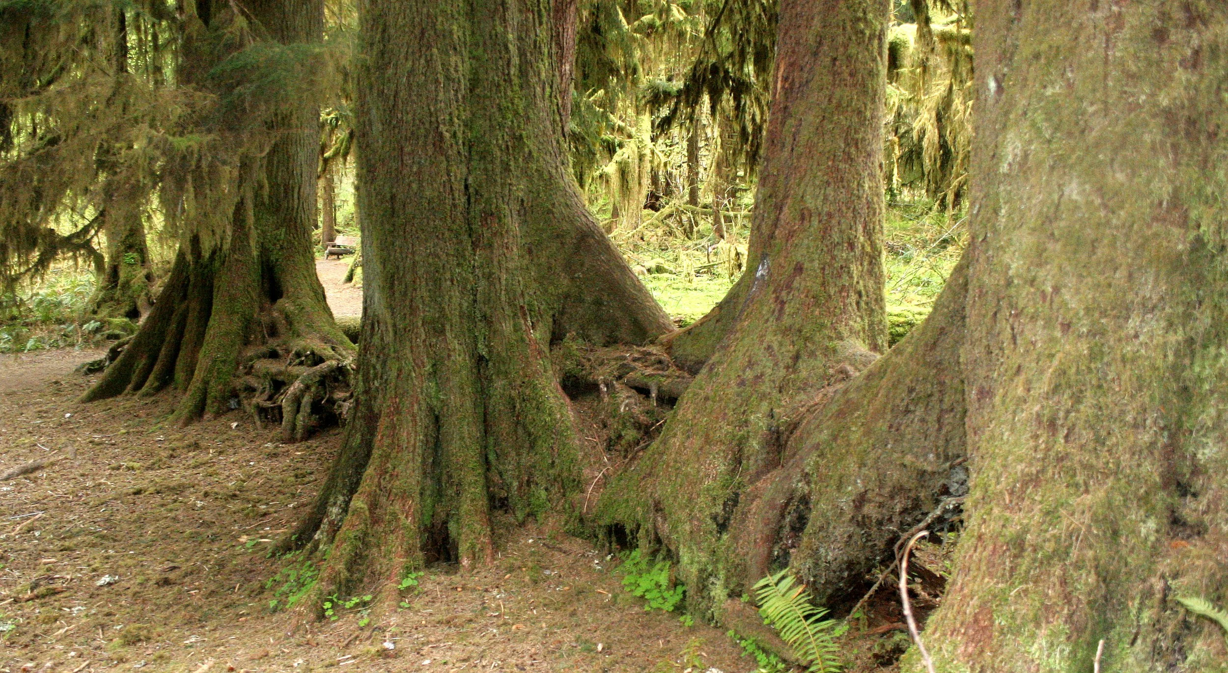 HOH RIVER VALLEY - NURSE LOG (3).JPG