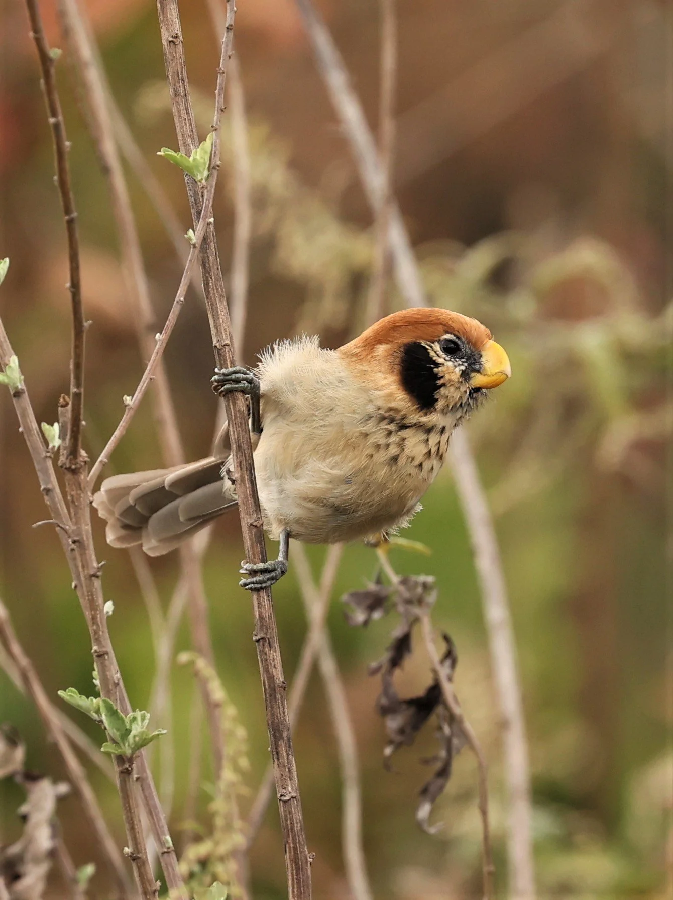 PARROTBILL - SPOT-BREASTED PARROTBILL - Paradoxornis guttaticollis - DOI LANG WEST, DOI PHA HOM POK NP, CHIANG MAI DEC 2021 (85).jpg