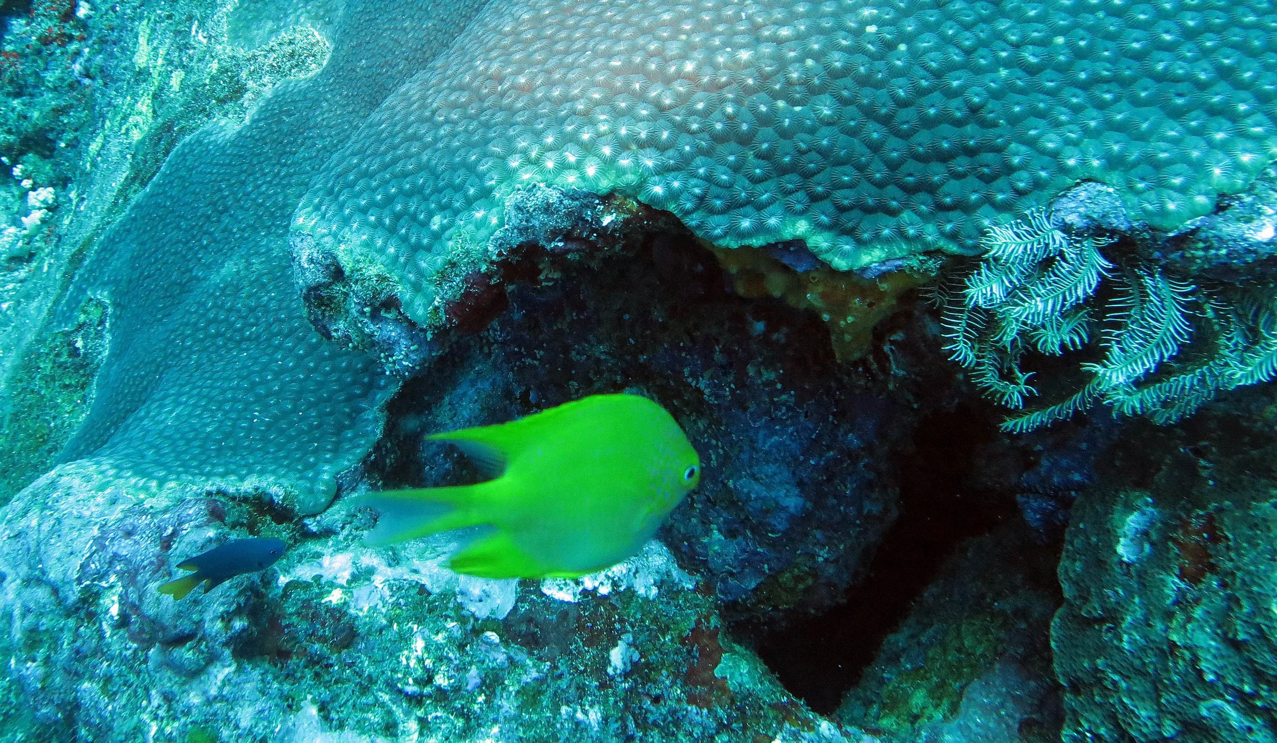 2014 Similan Islands Marine Park Thailand ISB Dive Trip (24).JPG