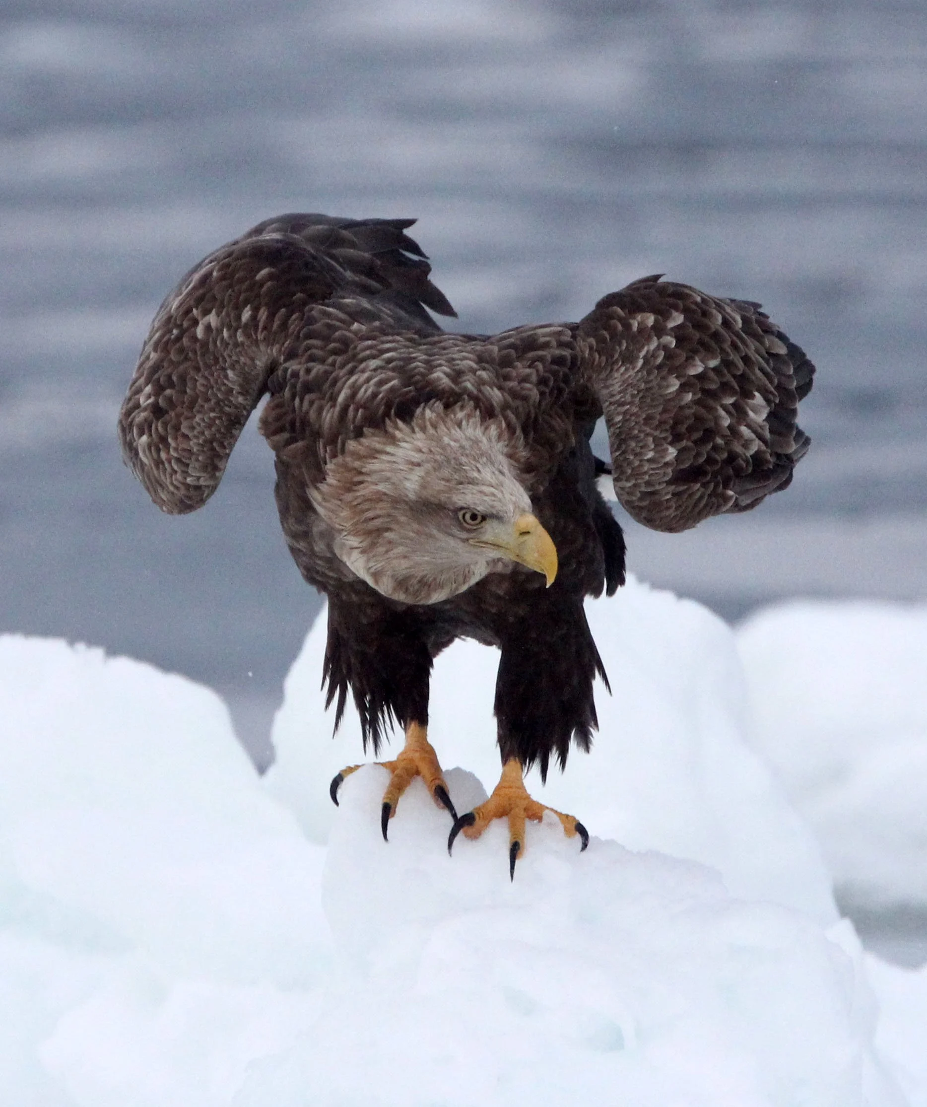 BIRD - EAGLE - WHITE-TAILED EAGLE - RAUSU, SHIRETOKO PENINSULA & NATIONAL PARK - HOKKAIDO JAPAN (126).JPG