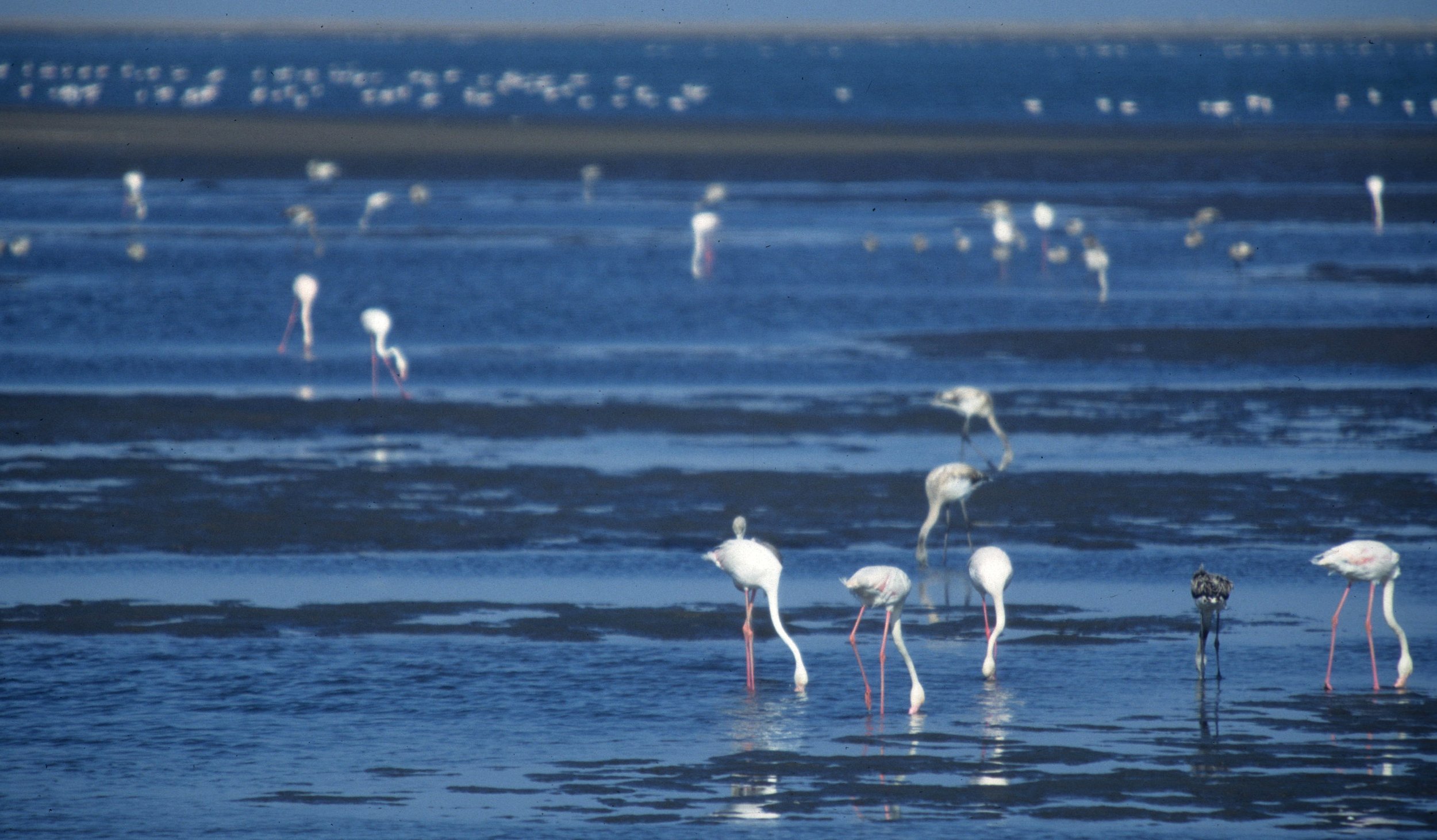BIRDS - FLAMINGO - GREATER - NAMIBIA COAST G.jpg