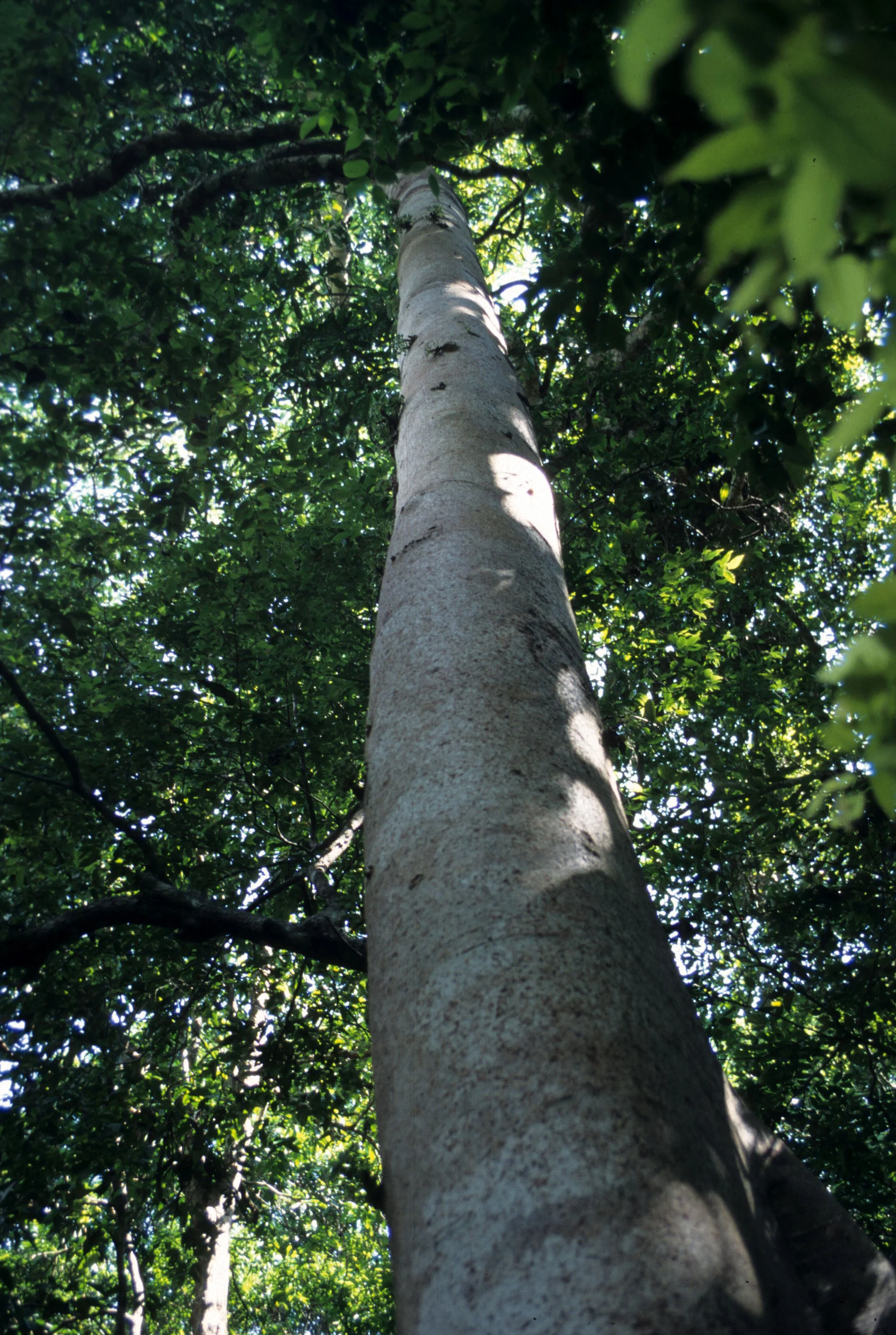 BALI - BALI BARAT NP - RAINFOREST GIANT.jpg