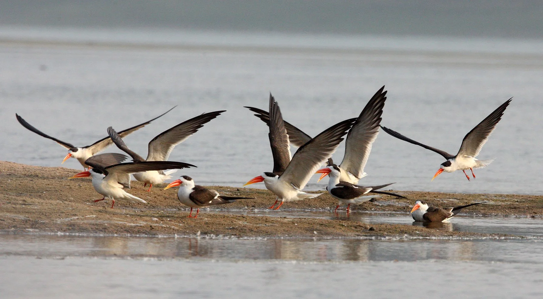 BIRD - SKIMMER - INDIAN SKIMMER - CHAMBAL SANCTUARY INDIA (10).JPG