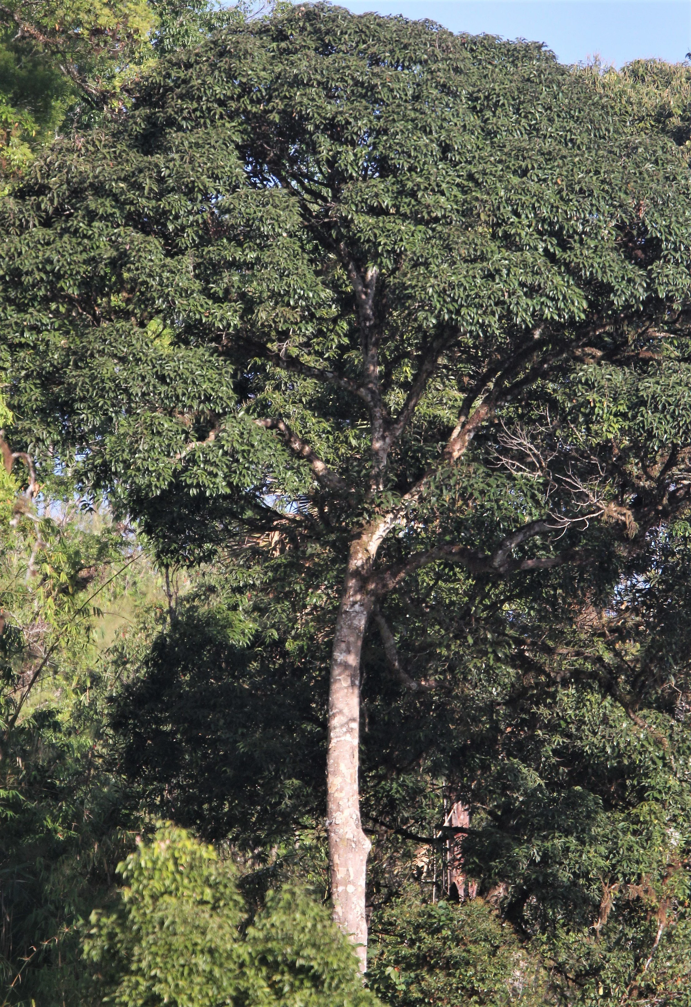 Hill Evergreen Forest emergents at Mae Wong's Chong Yen Campsite area