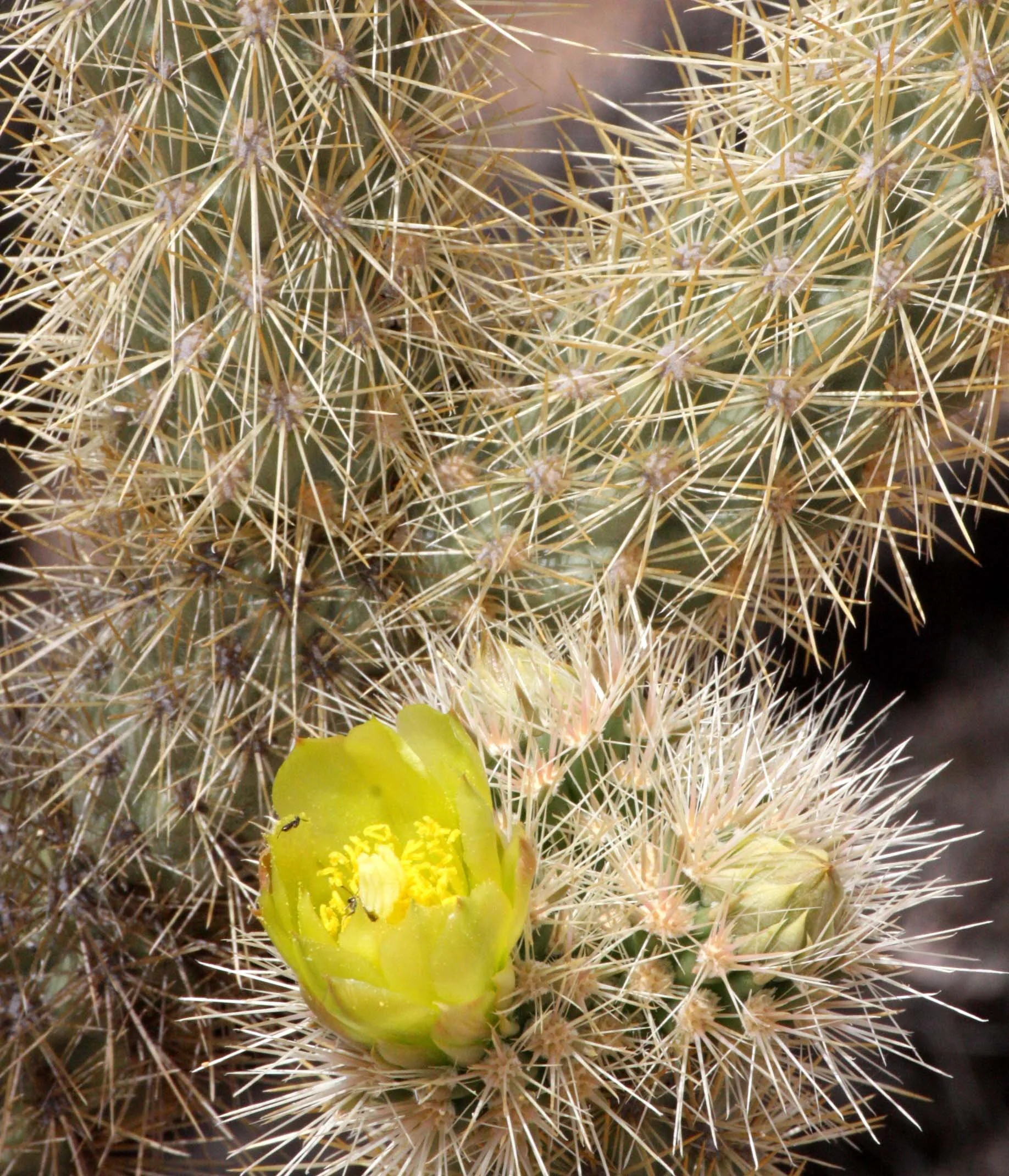 CACTACEAE - OPUNTIA INVICTA - CHOLLA - CASA RATA - DESIERTO BAHIA DE LOS ANGELES BAJA MEXICO (3).JPG