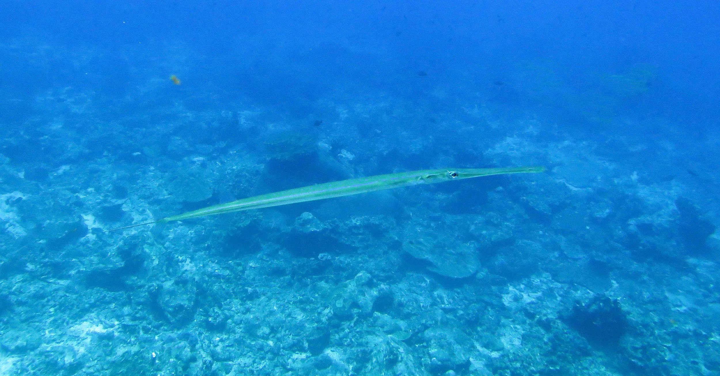 Fistulariidae - Fistularia commersonii - Blue-spotted Cornetfish - Similan Islands Marine Park Thailand