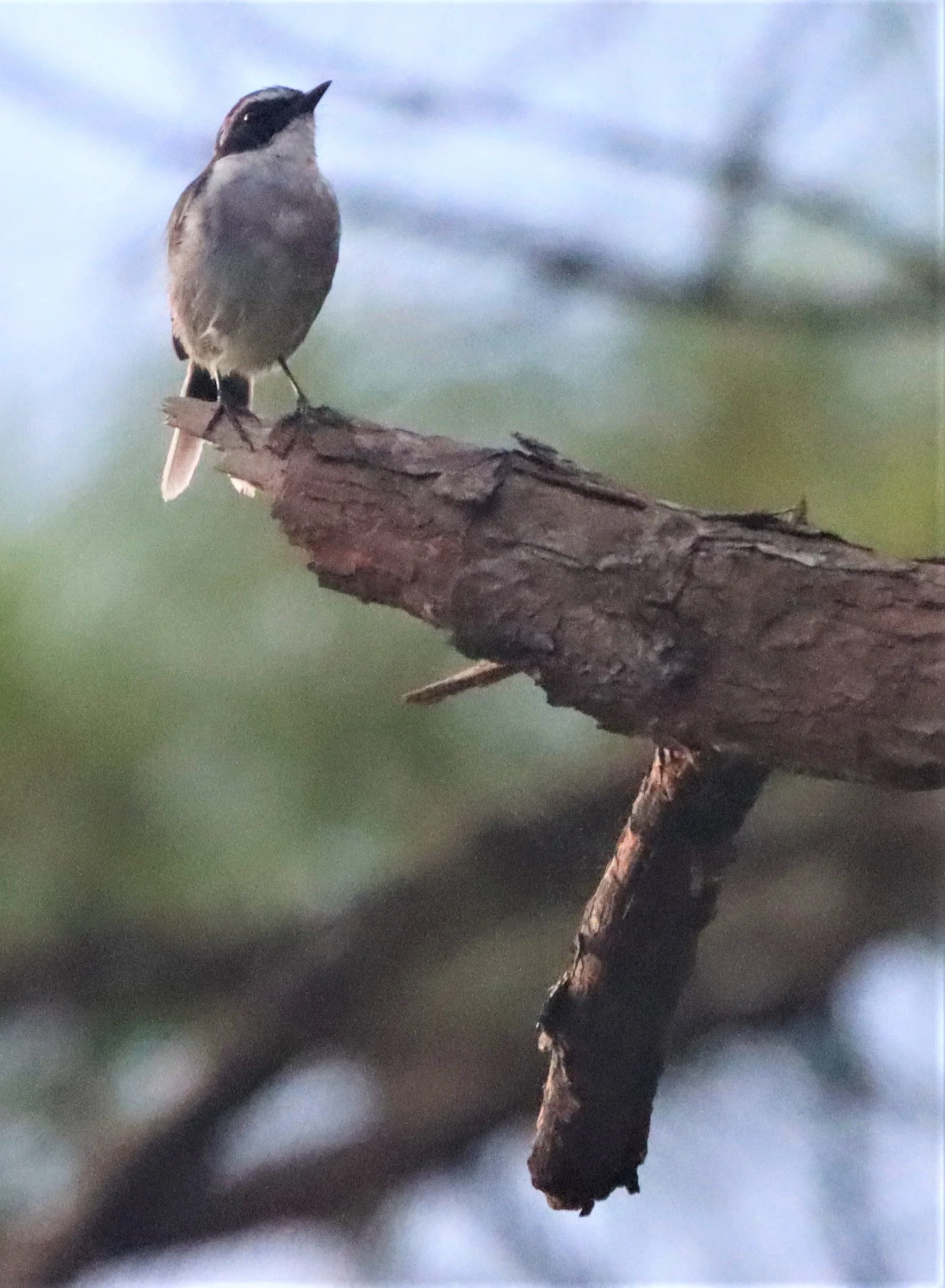 BUSH CHAT - GREY BUSH CHAT - Saxicola ferreus - DOI LANG CHIANG MAI (4).jpg