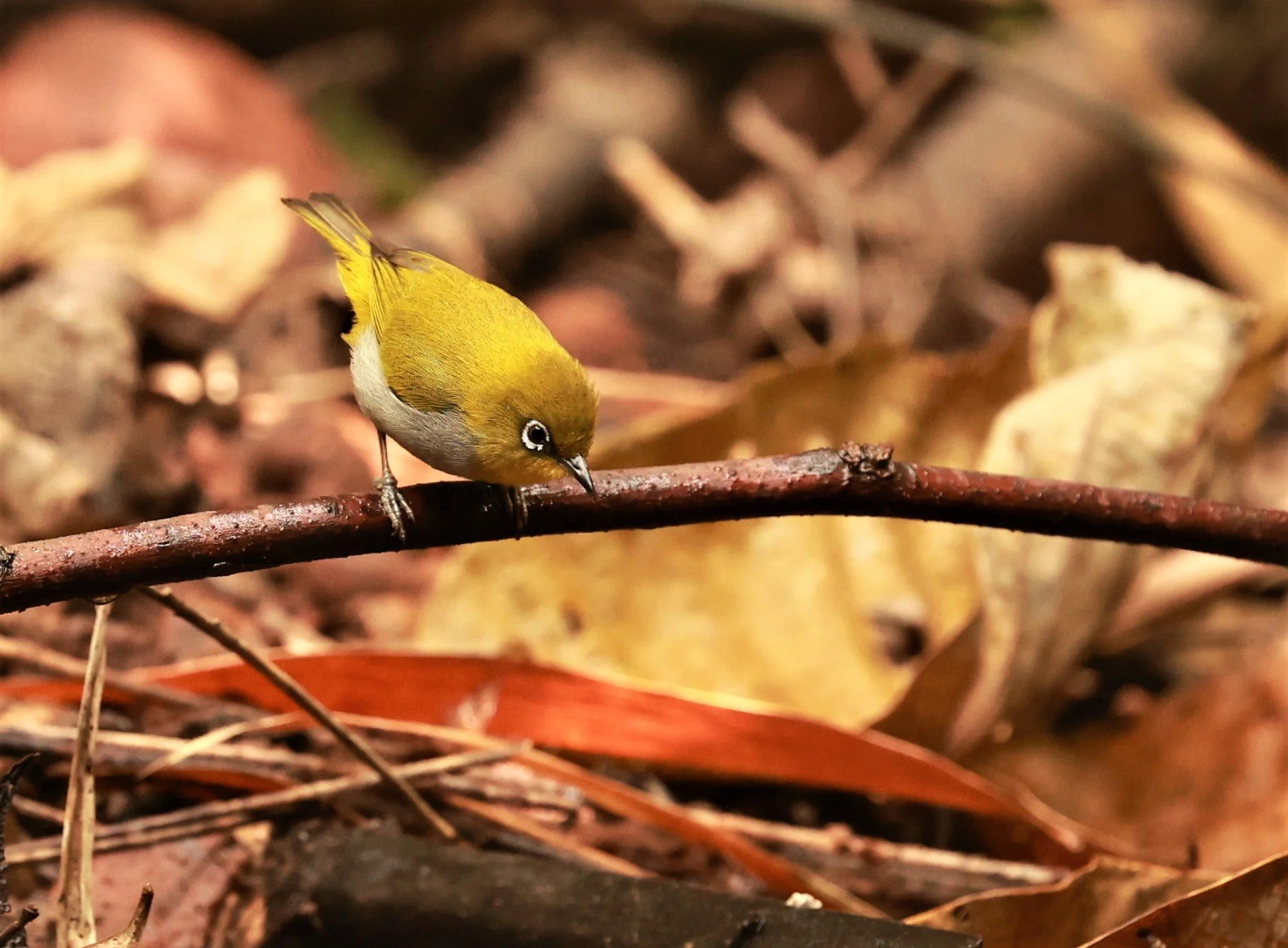 Indian White-eye (Zosterops palpebrosus) Phu Suan Sai NP Loei Province (4).jpg