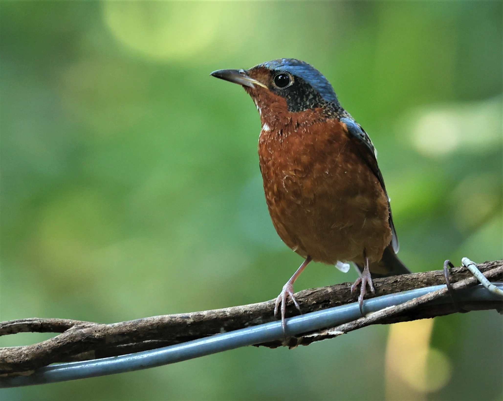 ROCK-THRUSH - WHITE-THROATED ROCK-THRUSH - Monticola gularis - WAT THAM PRATHUM CHONBURI JAN 30 2022 (6).jpg