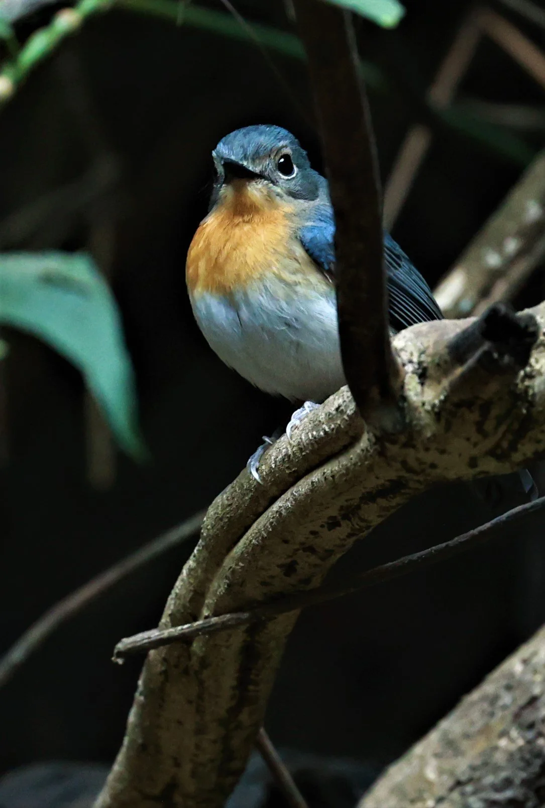 FLYCATCHER - CHINESE BLUE FLYCATCHER - Cyornis glaucicomans - KAENG KRACHAN NATIONAL PARK VICINITY, JAN 16-20, 2023 (3).jpg
