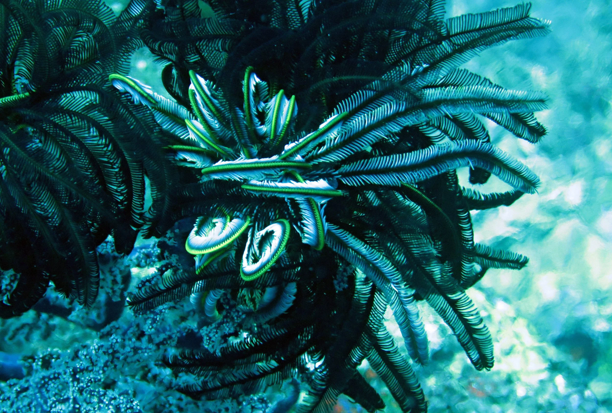 2014 Similan Islands Marine Park Thailand ISB Dive Trip (41).JPG