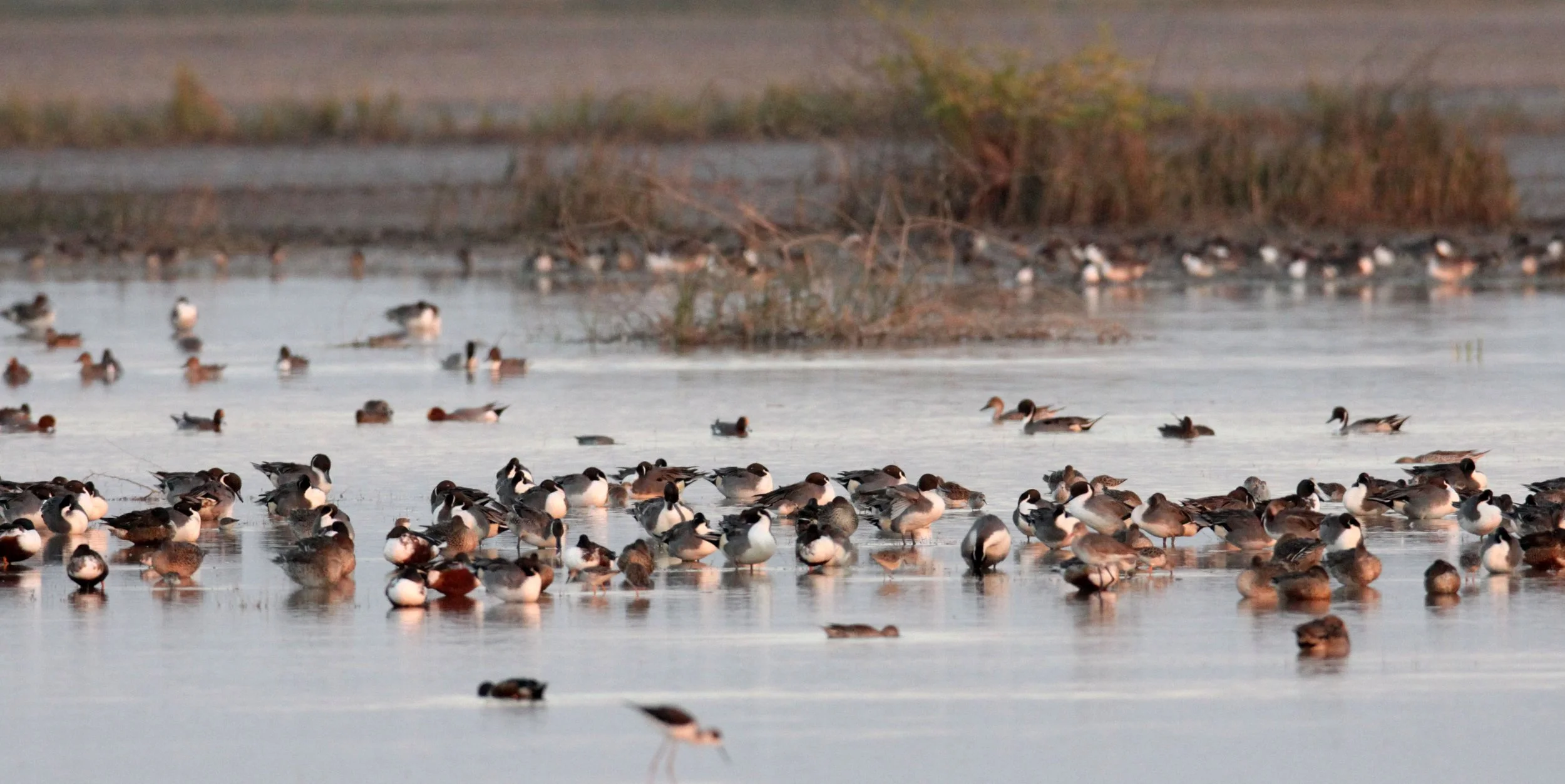 BIRD - MIXED FLOCK - BLACK-TAILED GODWIT, NORTHERN PINTAIL,  NORTHERN SHOVELER, GREENSHANKS - LITTLE RANN OF KUTCH GUJARAT INDIA (1).JPG