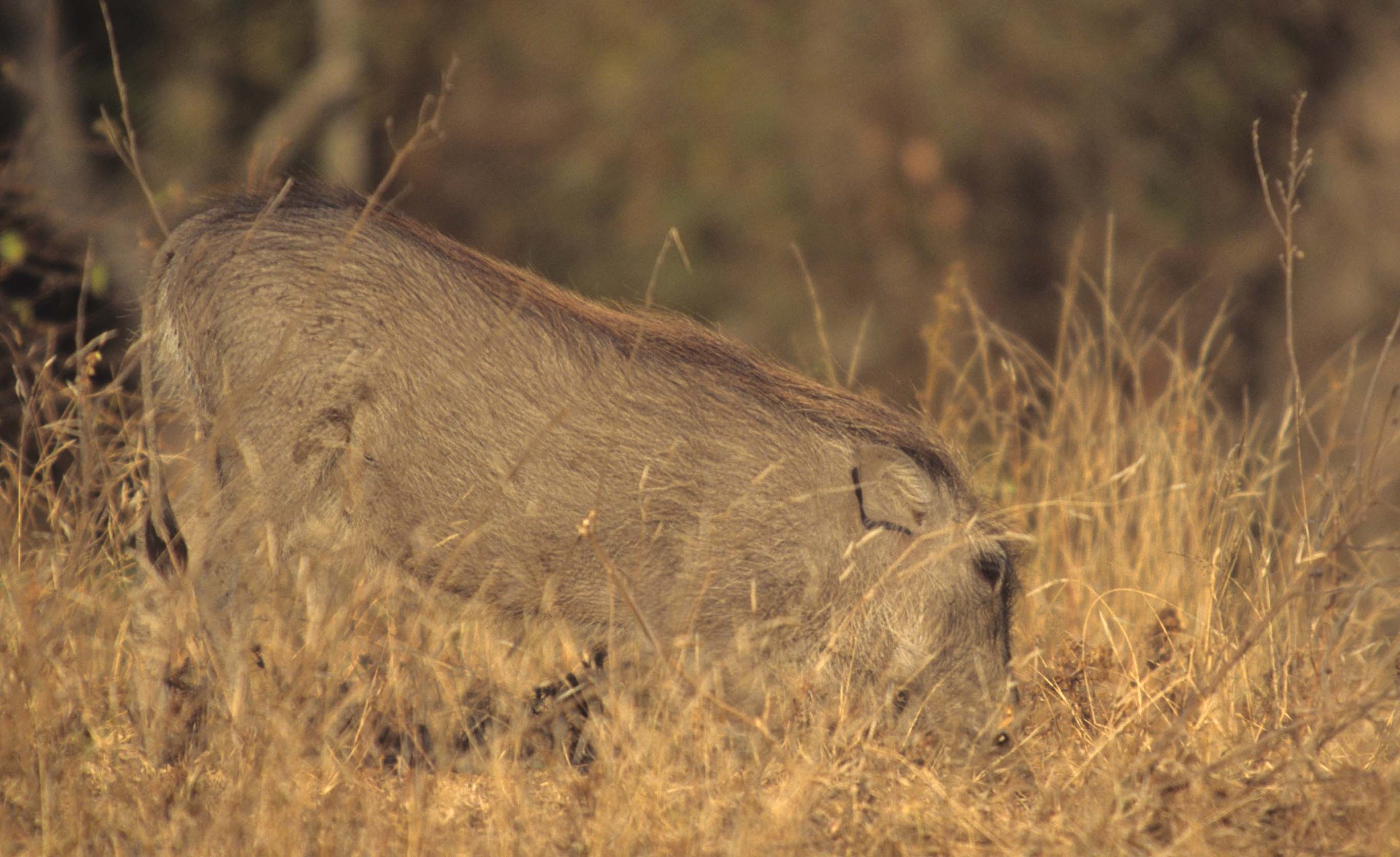 SUIDAE - WARTHOG- SERENGETI (3).jpg