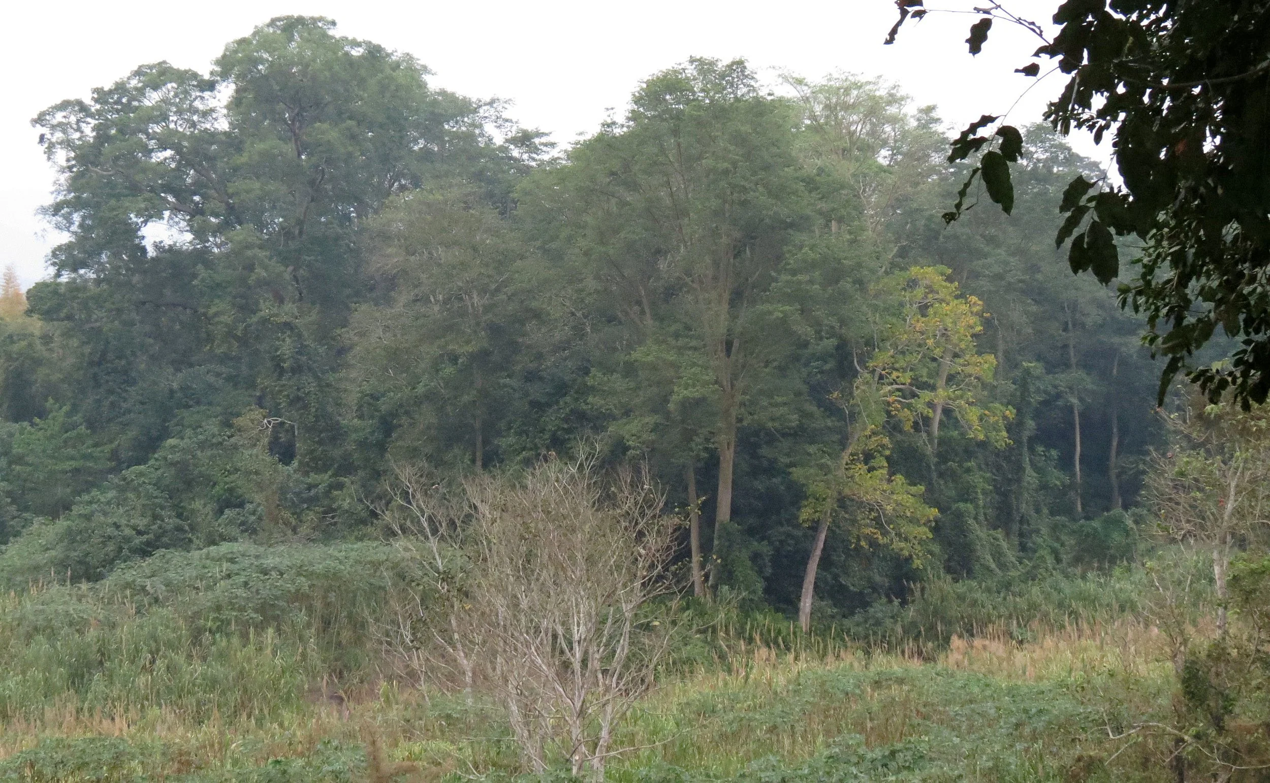 2014 Huai Kha Khaeng Bruce Kekule Trip (35).JPG