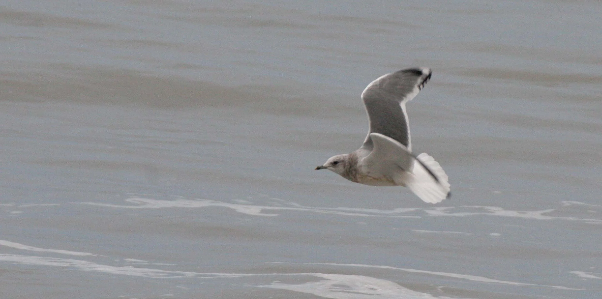 BIRD - GULL - RING-BILLED - LAKE FARM BEACH B.jpg