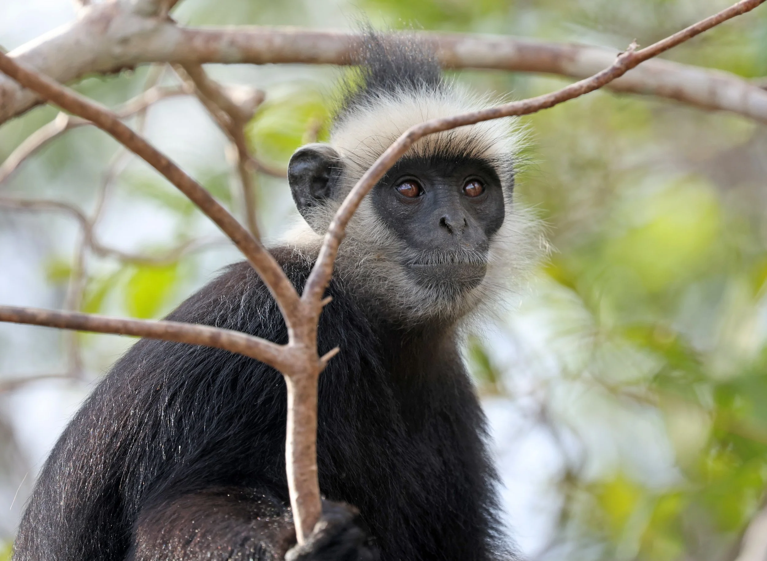 Laotian Langur or White-browed Black Langur (Trachypithecus laotum) The Rock Viewpoint, Khammouane Province Laos (215).jpg