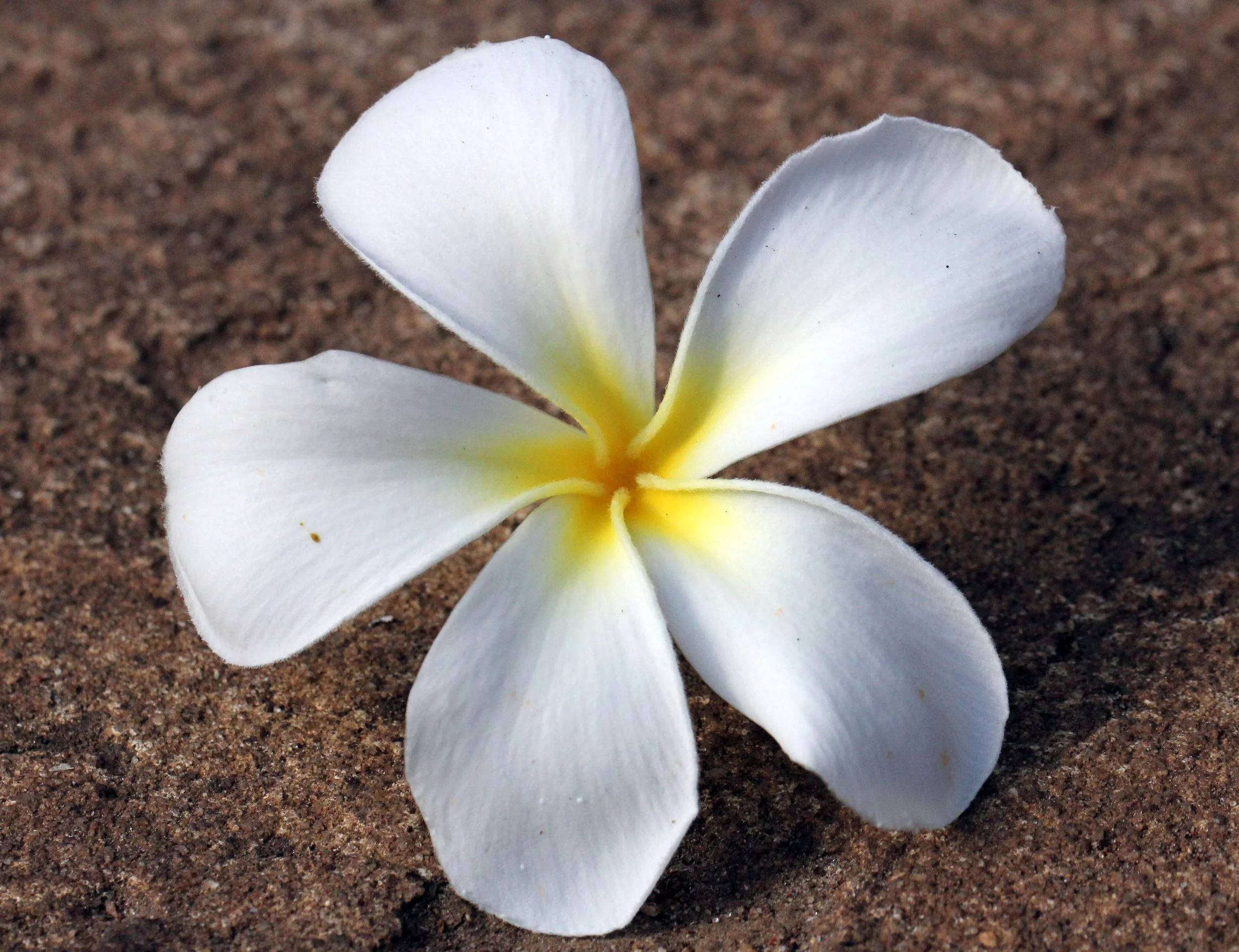 SIRIGIYA FOREST AND FORTRESS AREA SRI LANKA - PHOTO BY SOM SMITH (80).JPG