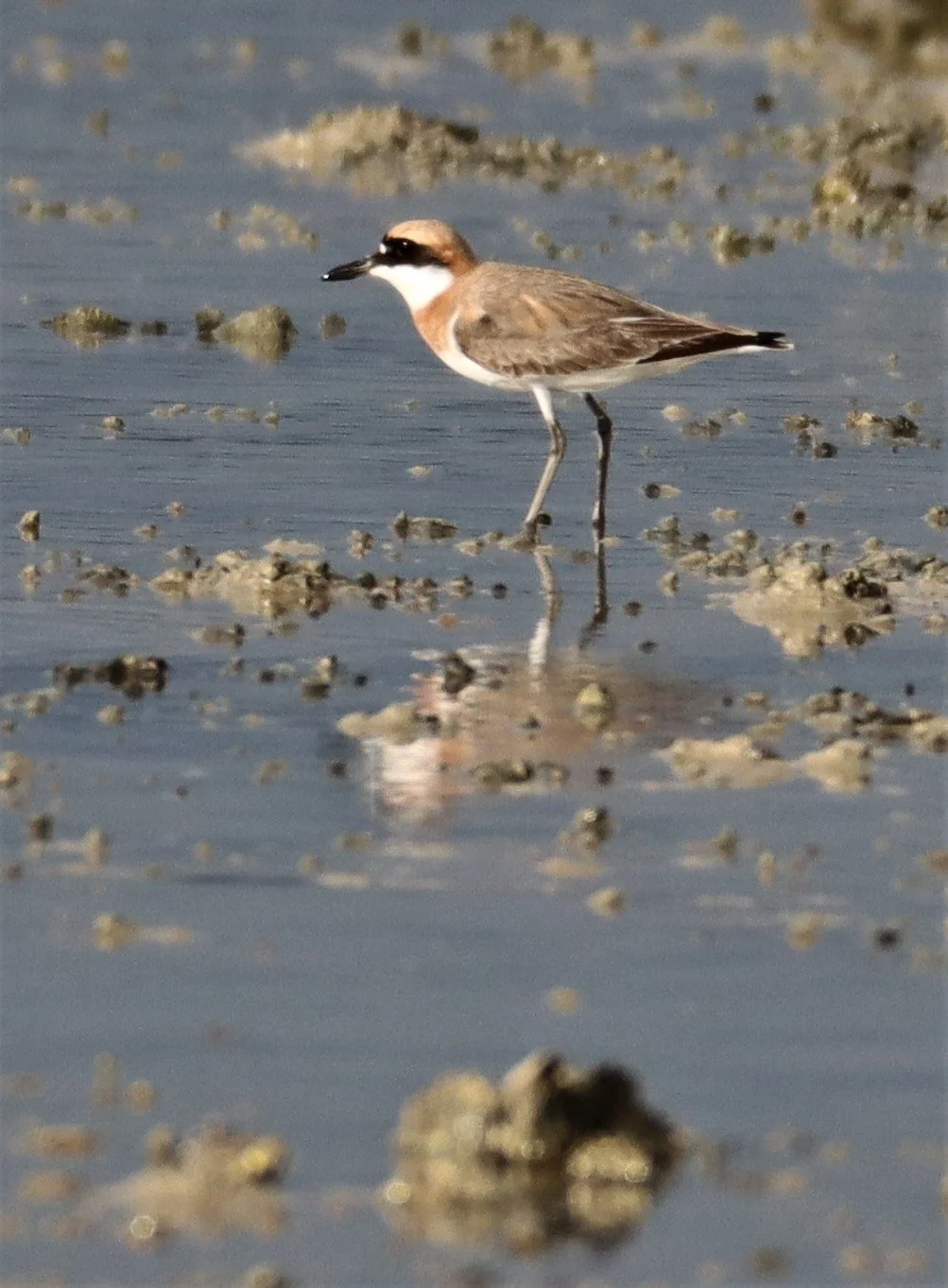 PLOVER - GREATER SAND-PLOVER -Charadrius leschenaultii - LAEM PAKARAM PHANG NGA PROVINCE 2021 (13).jpg