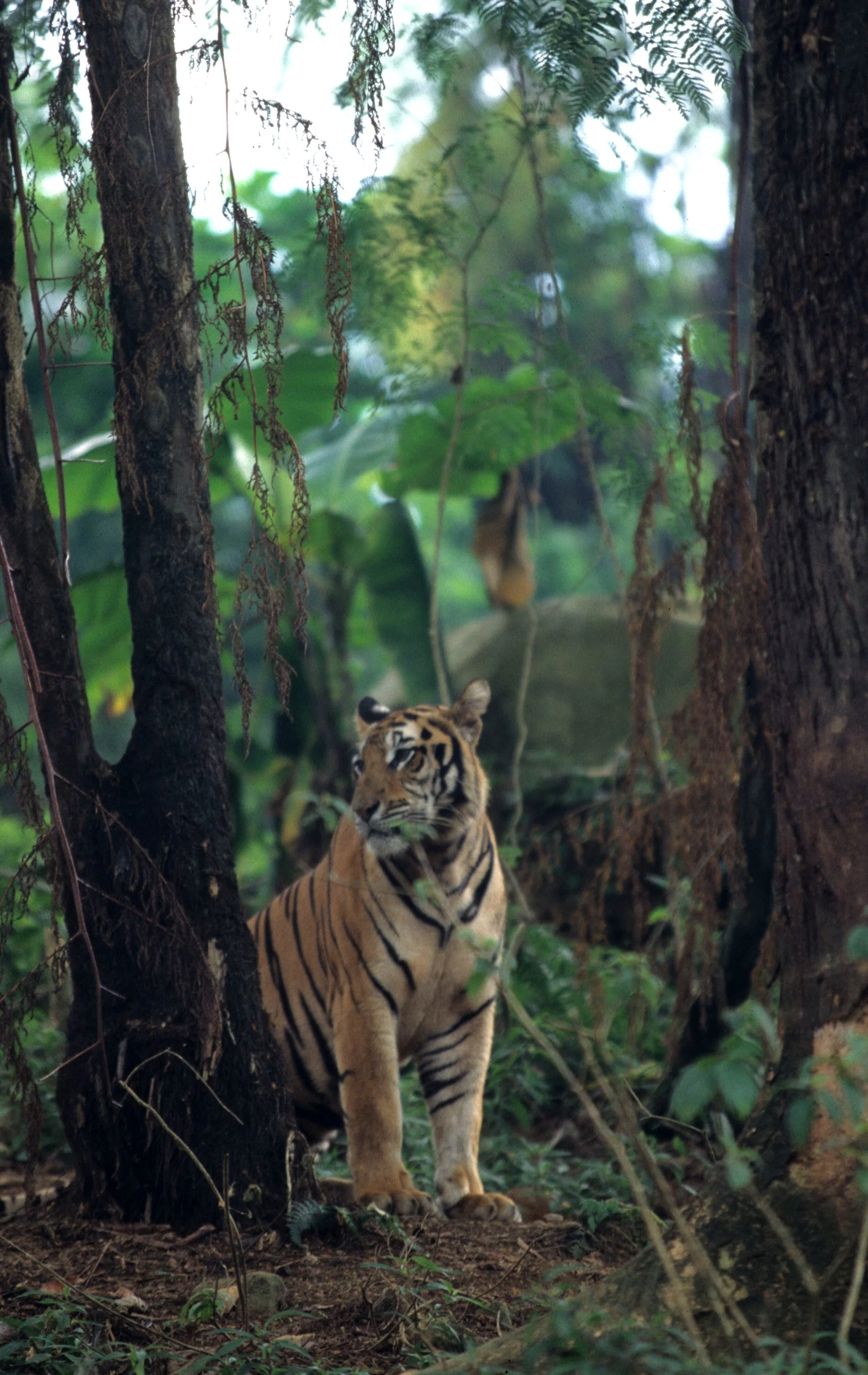 TIGER B.jpg