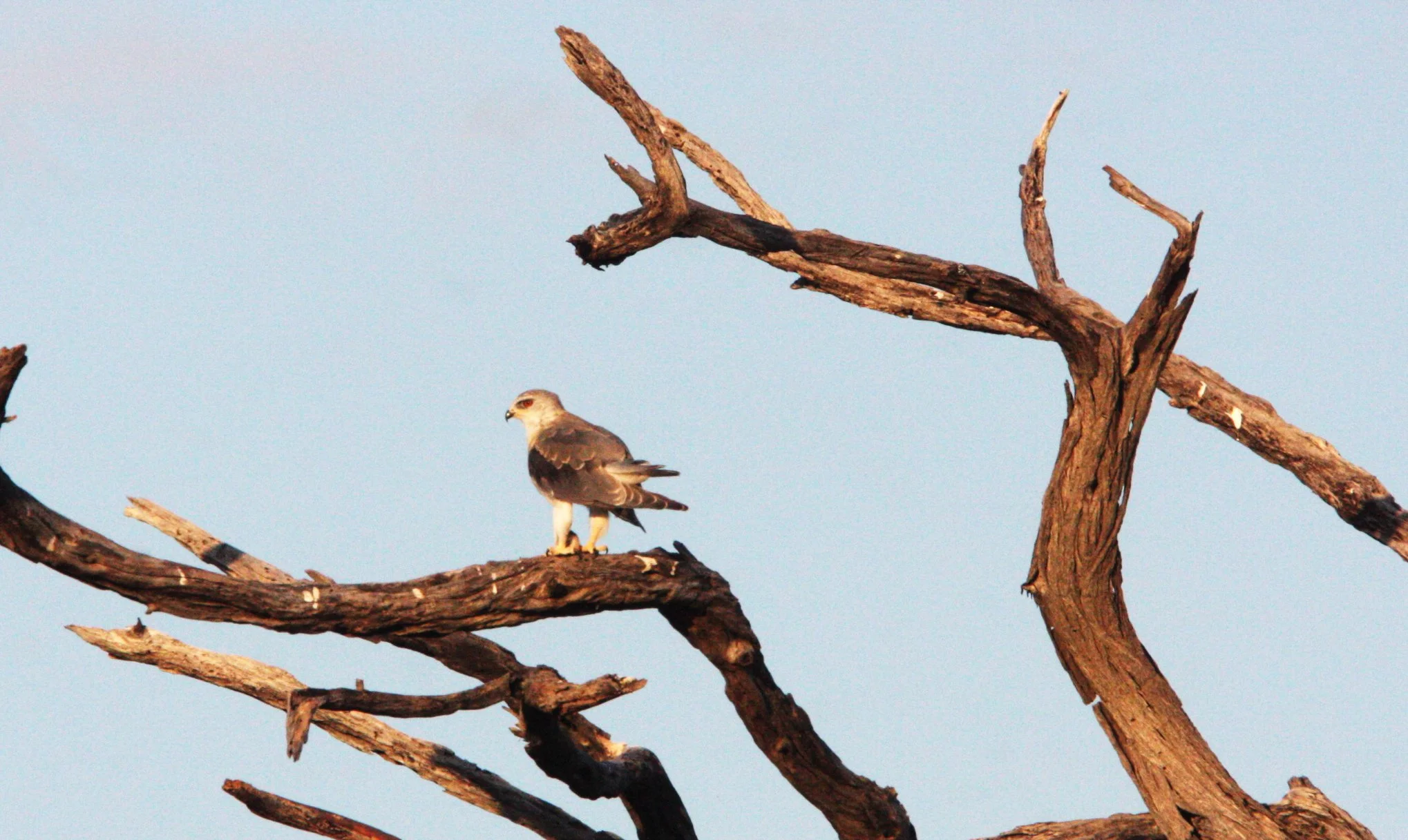 Elanus axillaris - BLACK-SHOULDERED KITS - KHWAI CAMP OKAVANGO BOTSWANA (1).JPG