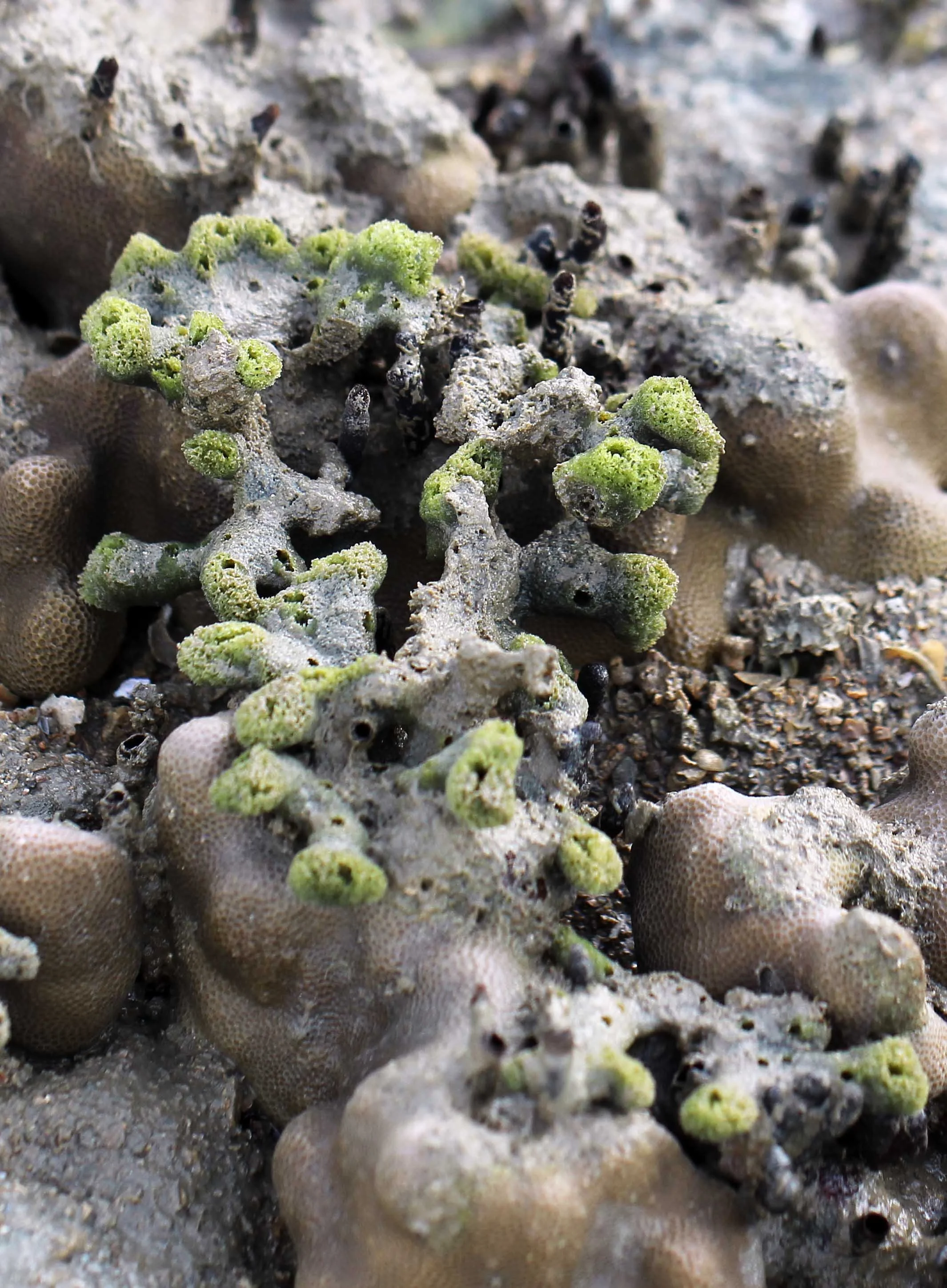 2015 Koh Lanta Songkran with friends from ISB (598).JPG