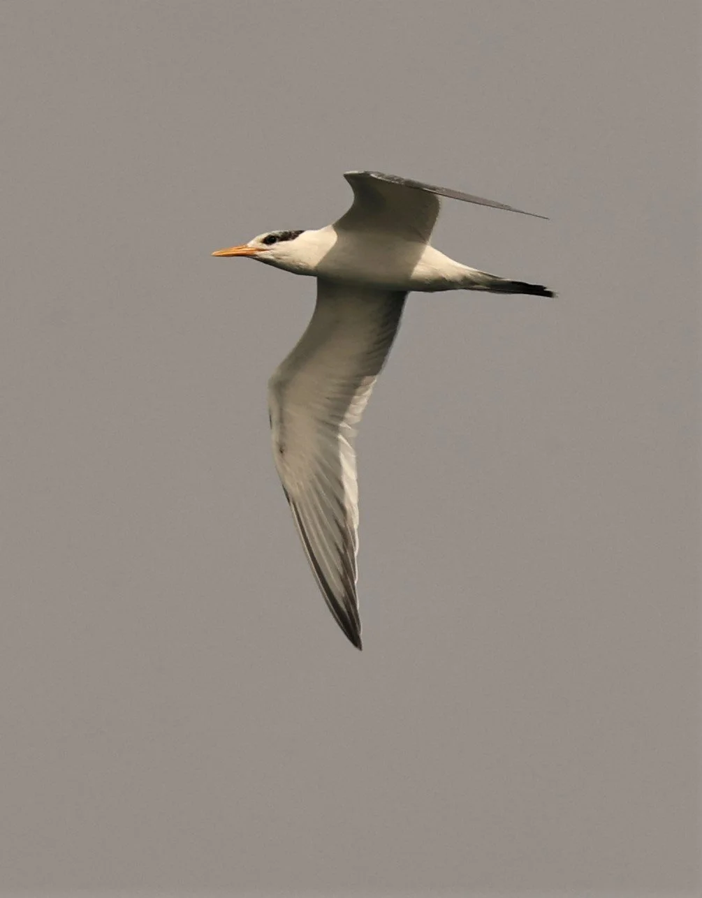 Thalasseus elegans - ELEGANT TERN - SANTA CRUZ ISLAND CHANNEL ISLANDS NATIONAL PARK 2022 (6).jpg