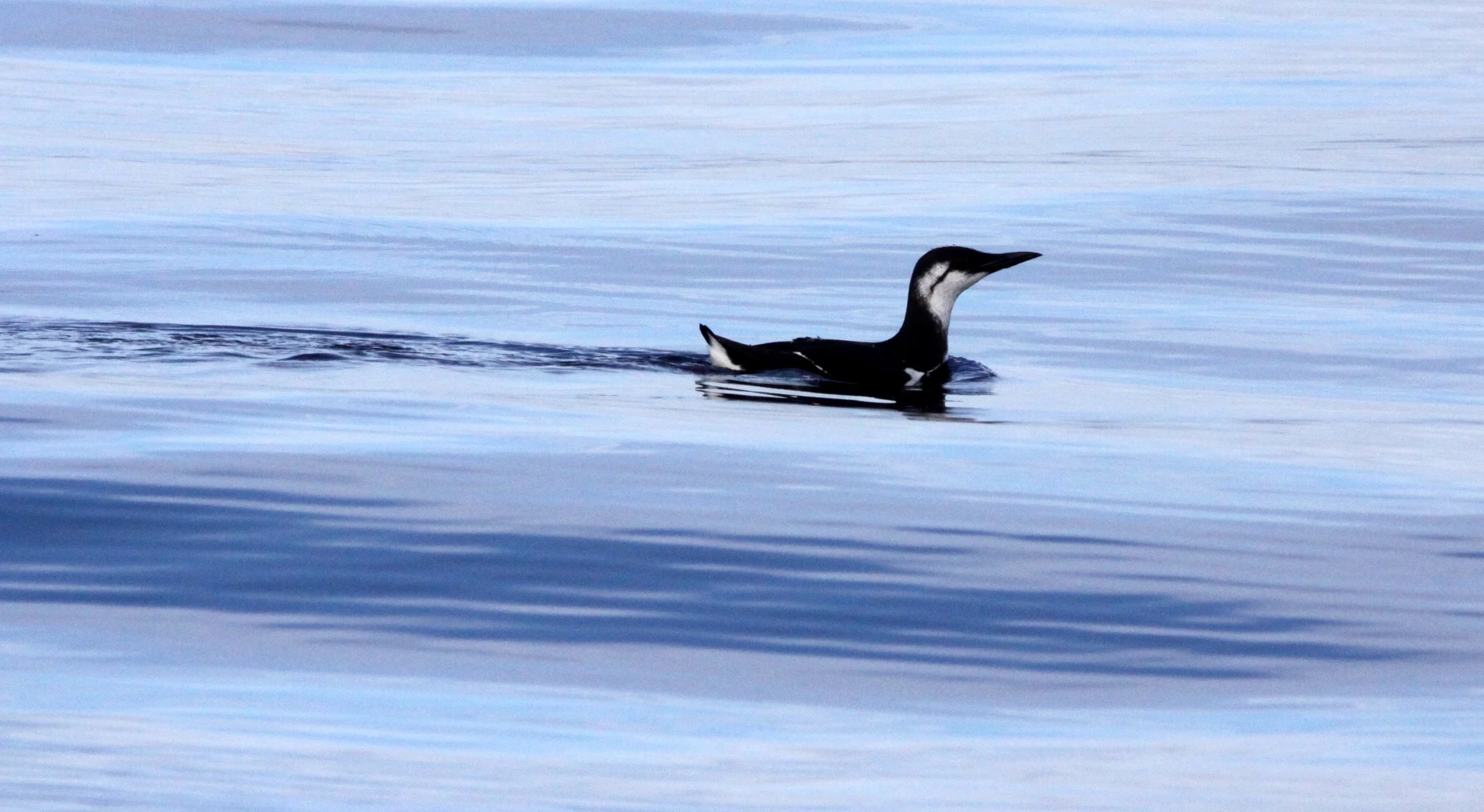 BIRD - MURRE - COMMON MURRE - PORT ANGELES HARBOR.JPG