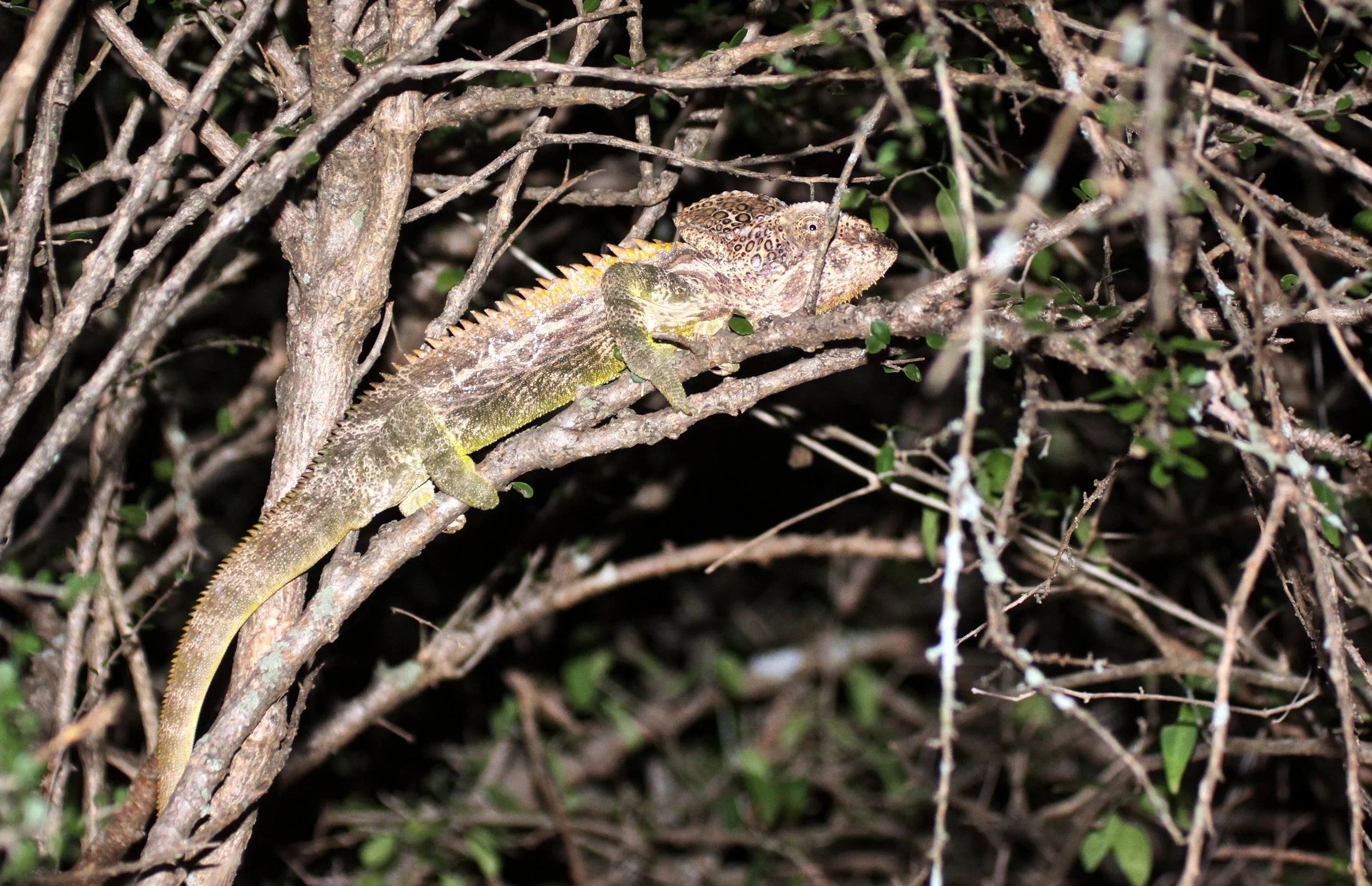 Madagascar Warty Chameleon (Furcifer verrucosus) Berenty