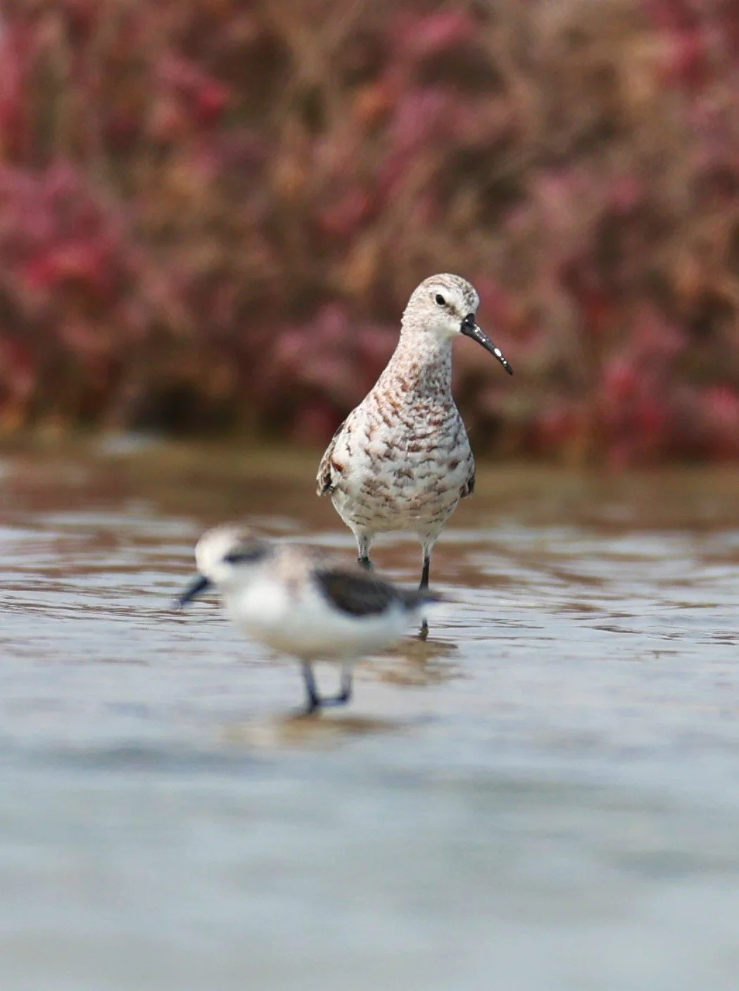 SANDPIPER - CURLEW SANDPIPER - Calidris ferruginea - Khok Kham Salt Ponds, Samut Sakhon (5).jpg