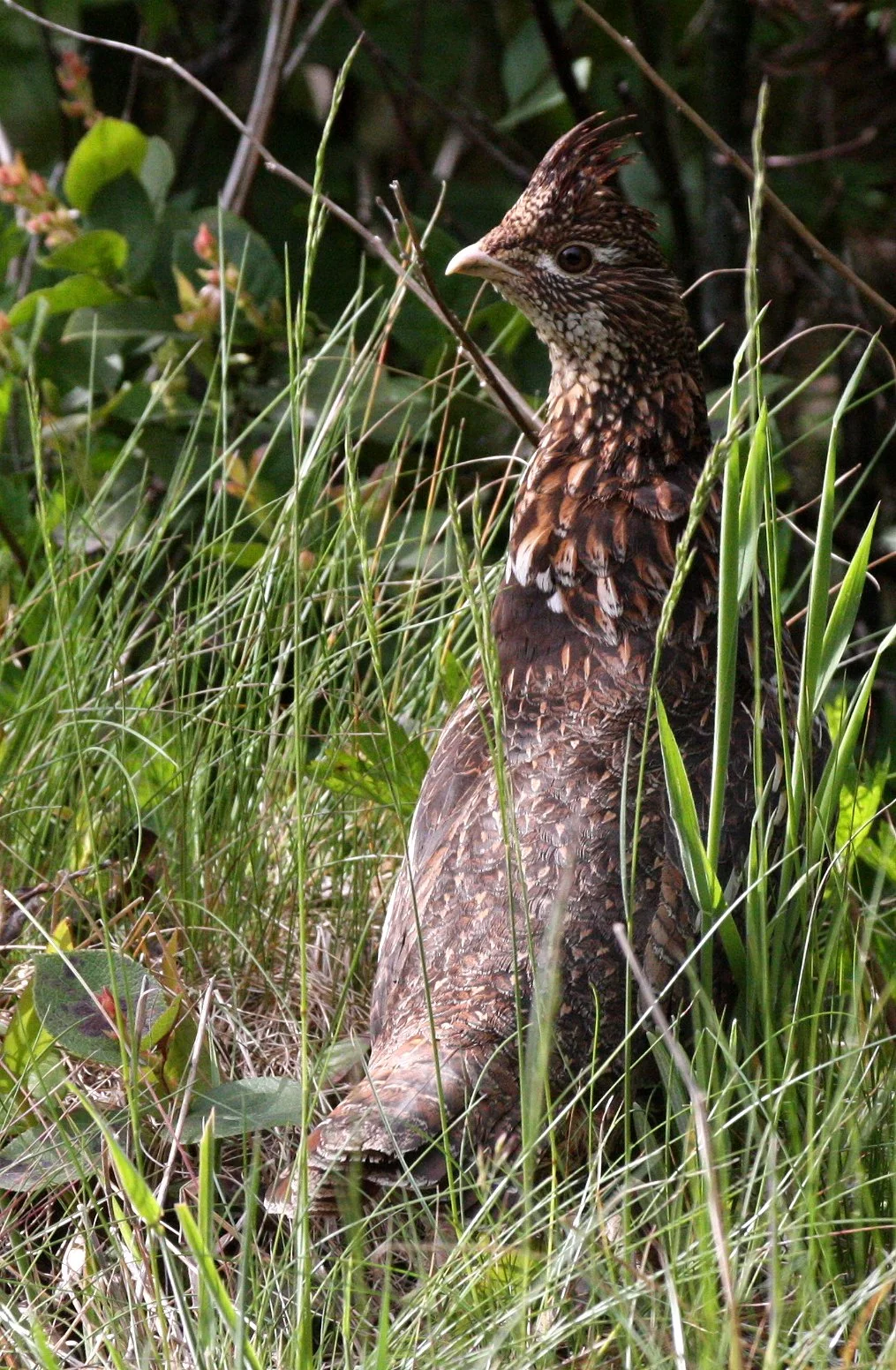 GROUSE - RUFFED GROUSE - Bonasa umbellus - DUNCAN MEMORIAL CEDAR TREE ROAD - WEST END OF ONP WA (15).JPG