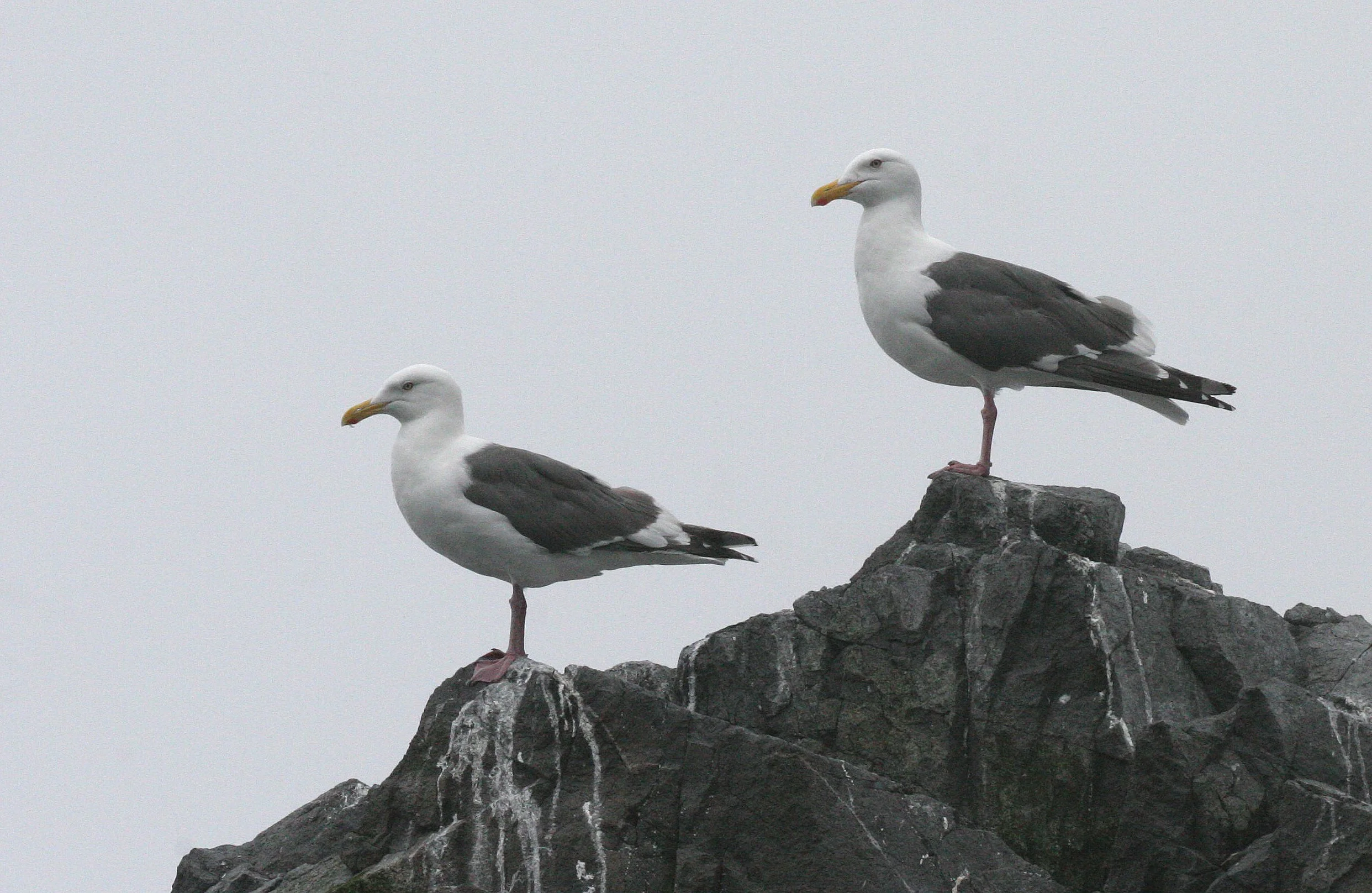 BIRD - GULL - GLAUCOUS GULL - KAMCHATKA.jpg