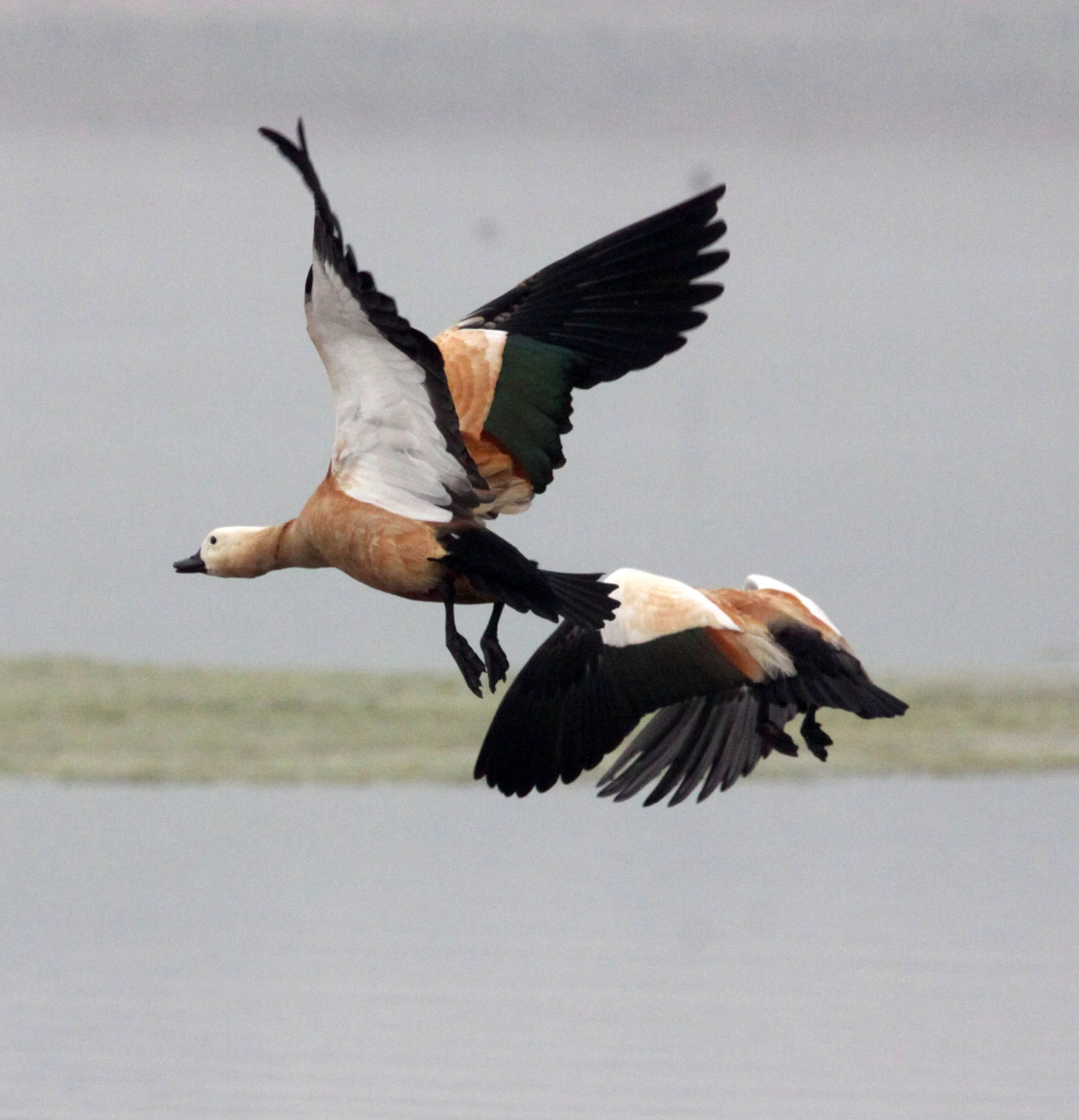 SHELDUCK - RUDDY SHELDUCK  - Tadorna ferruginea - CHAMBAL RIVER SANCTUARY INDIA (11).JPG