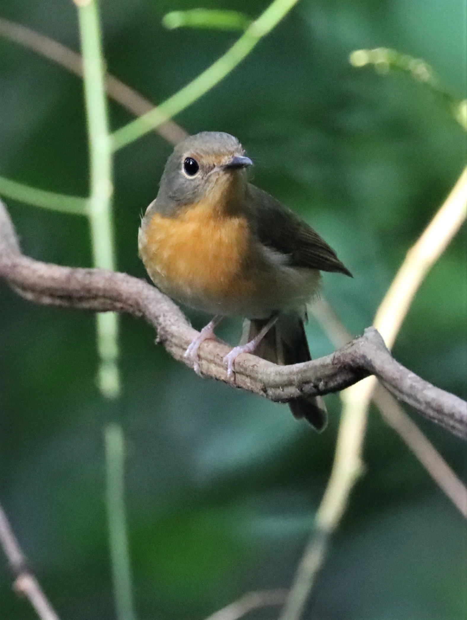 FLYCATCHER - LARGE BLUE FLYCATCHER - Cyornis magnirostris - WAT THAM PRATHUN CHONBURI (20).jpg
