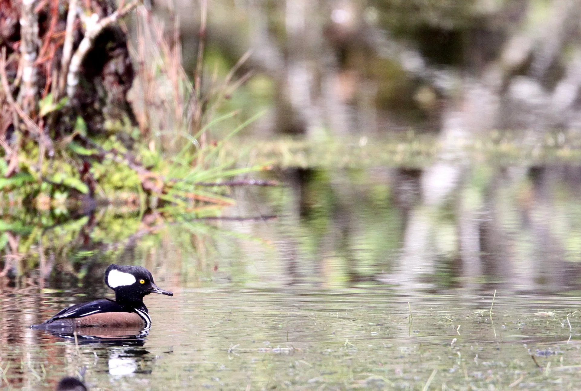 MERGANSER - HOODED MERGANSER - Lophodytes cucullatus - HOH RAINFOREST OLYMPIC PENINSULA WASHINGTON (14).JPG