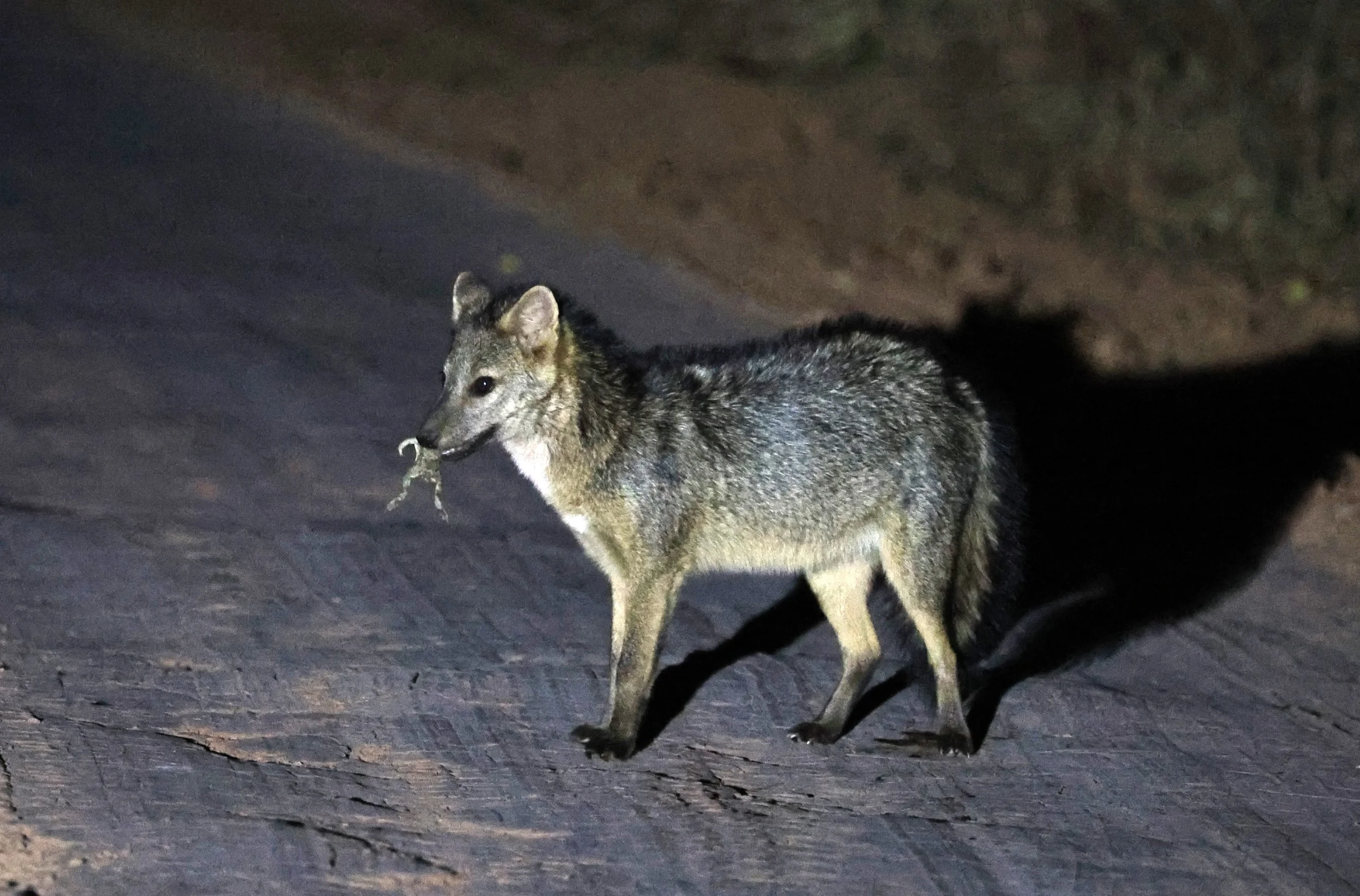 Crab-eating Fox (Cerdocyon thous) Agua Dulce Paraguay (25).jpg