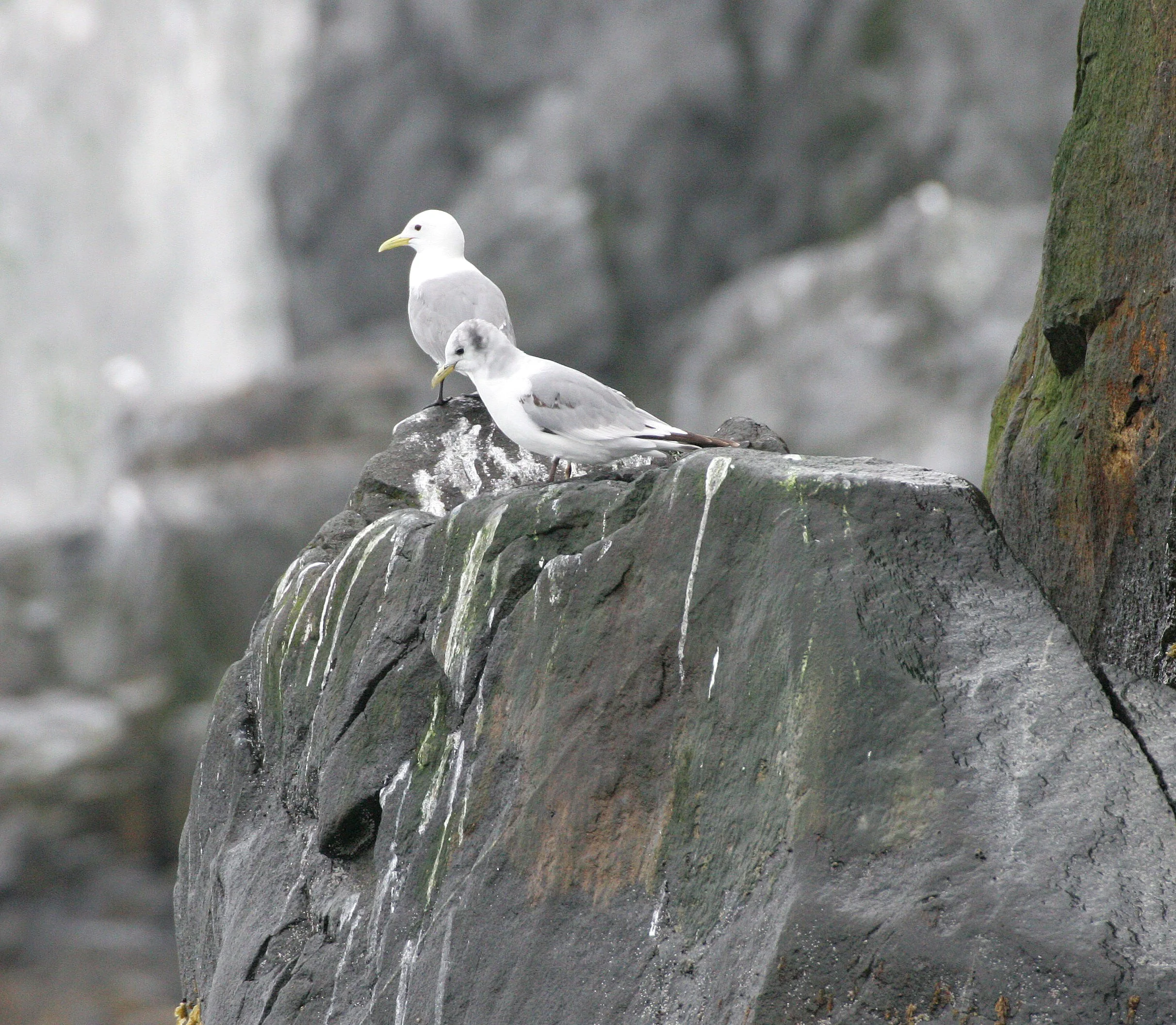 BIRD - KITTIWAKE - BLACK-LEGGED KITTIWAKE - OFF KAMCHATKA COAST (4).jpg