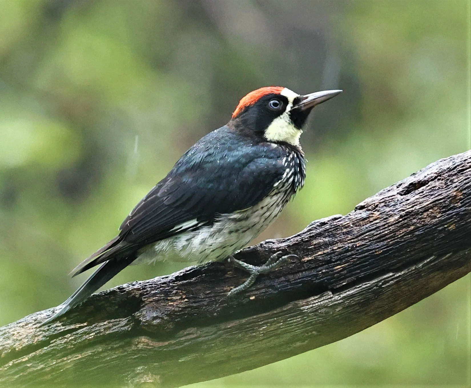 Melanerpes formicivorus - ACORN WOODPECKER - MADERA CANYON ARIZONA 2022 (206).jpg