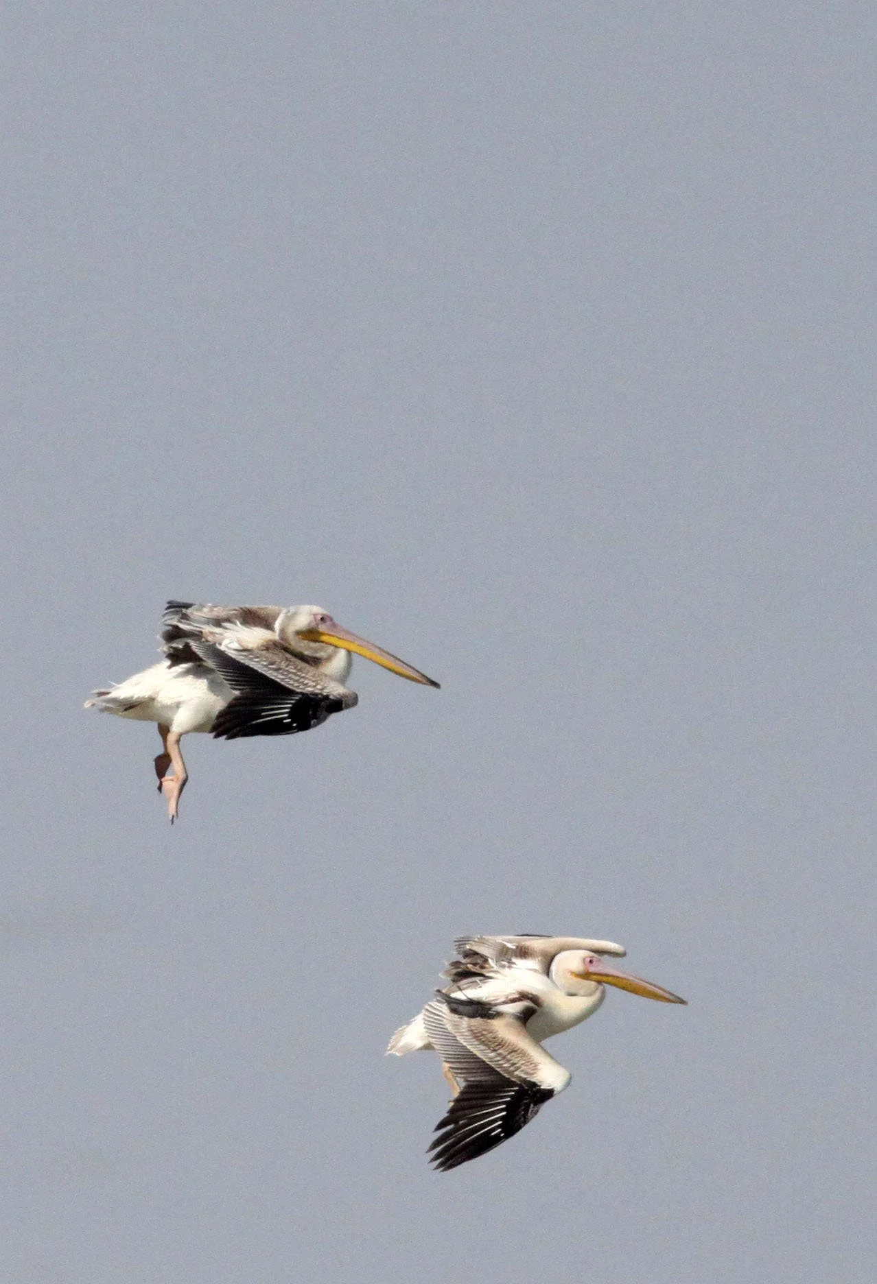 Pelecanus onocrotalus - GREAT WHITE PELICAN - BLACKBUCK NATIONAL PARK VELEVADAR INDIA (5).JPG