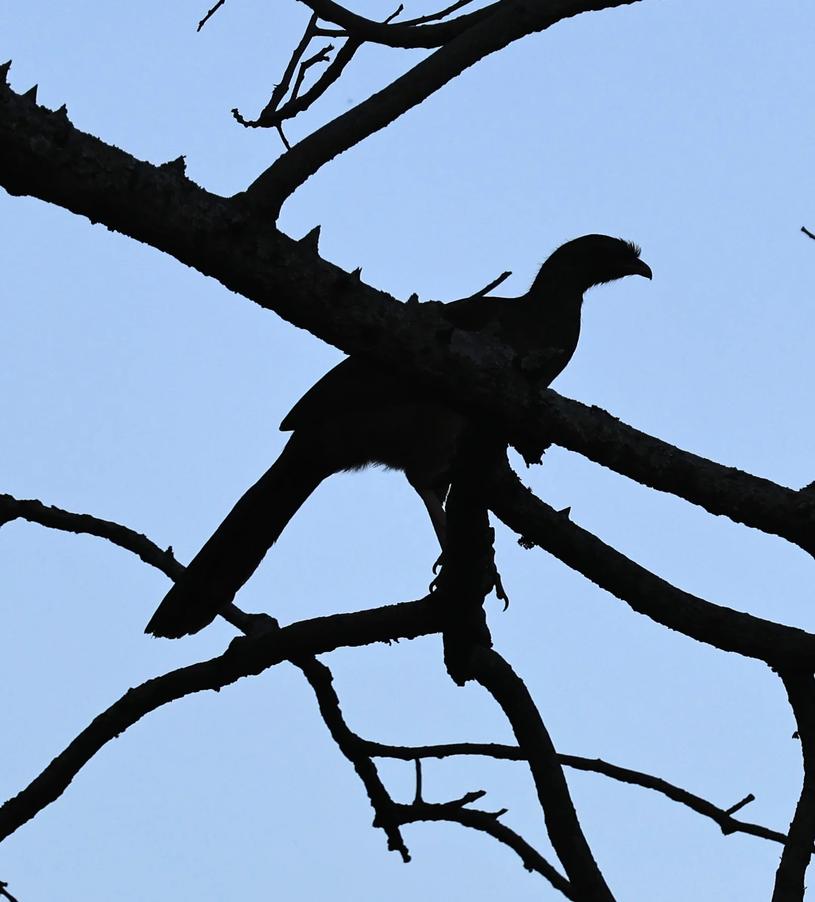 Chaco Chachalaca (Ortalis canicollis) Estancia Campo'í Paraguay (68).jpg
