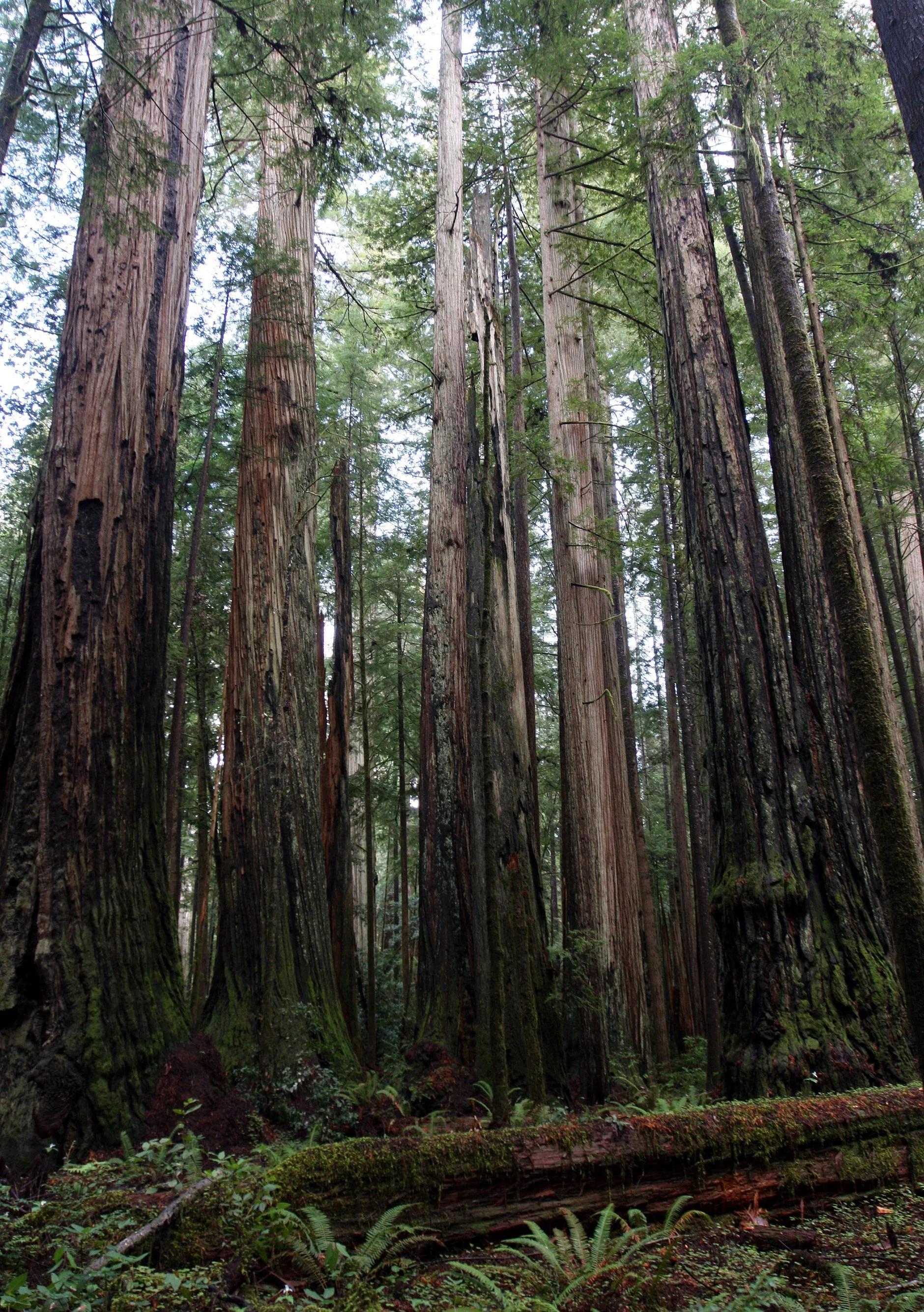 JEDEDIAH SMITH STATE PARK CALIFORNIA - REDWOODS FORESTS VIEWS - ROADTRIP 2010 (5).JPG