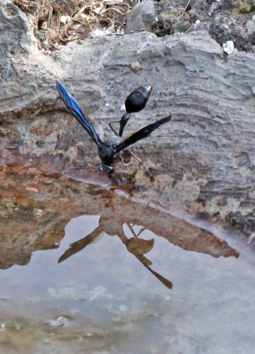 Sphecidae species 1 - Rwanda Ruwengeri 
