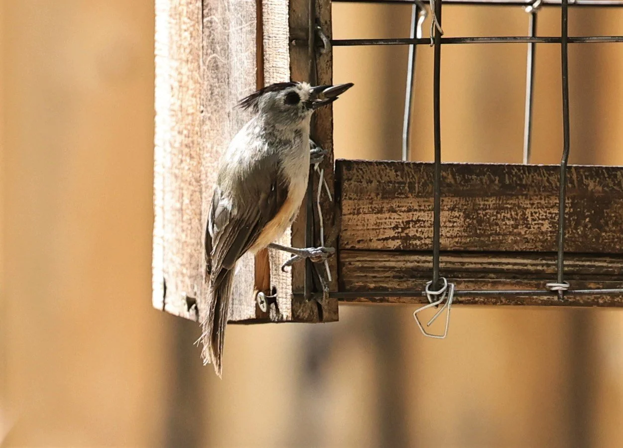 Black-crested Titmouse (Baeolophus atricristatus) Davis Mountains State Park, Texas (6).jpg